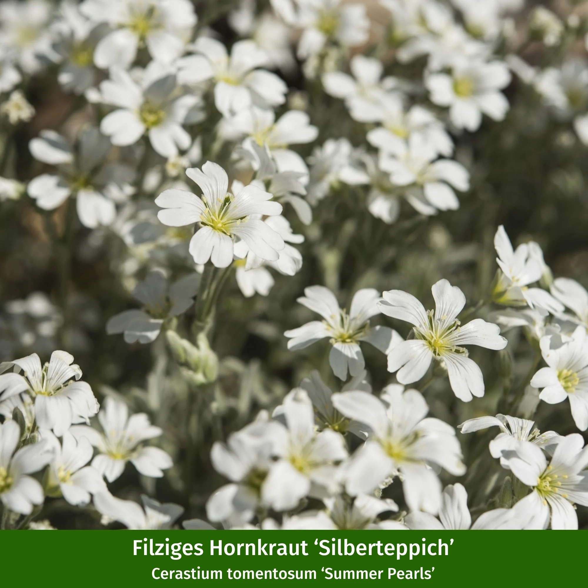 Staudenbeet "Pflegeleichtes Streifenbeet für Anfänger" - Image 13
