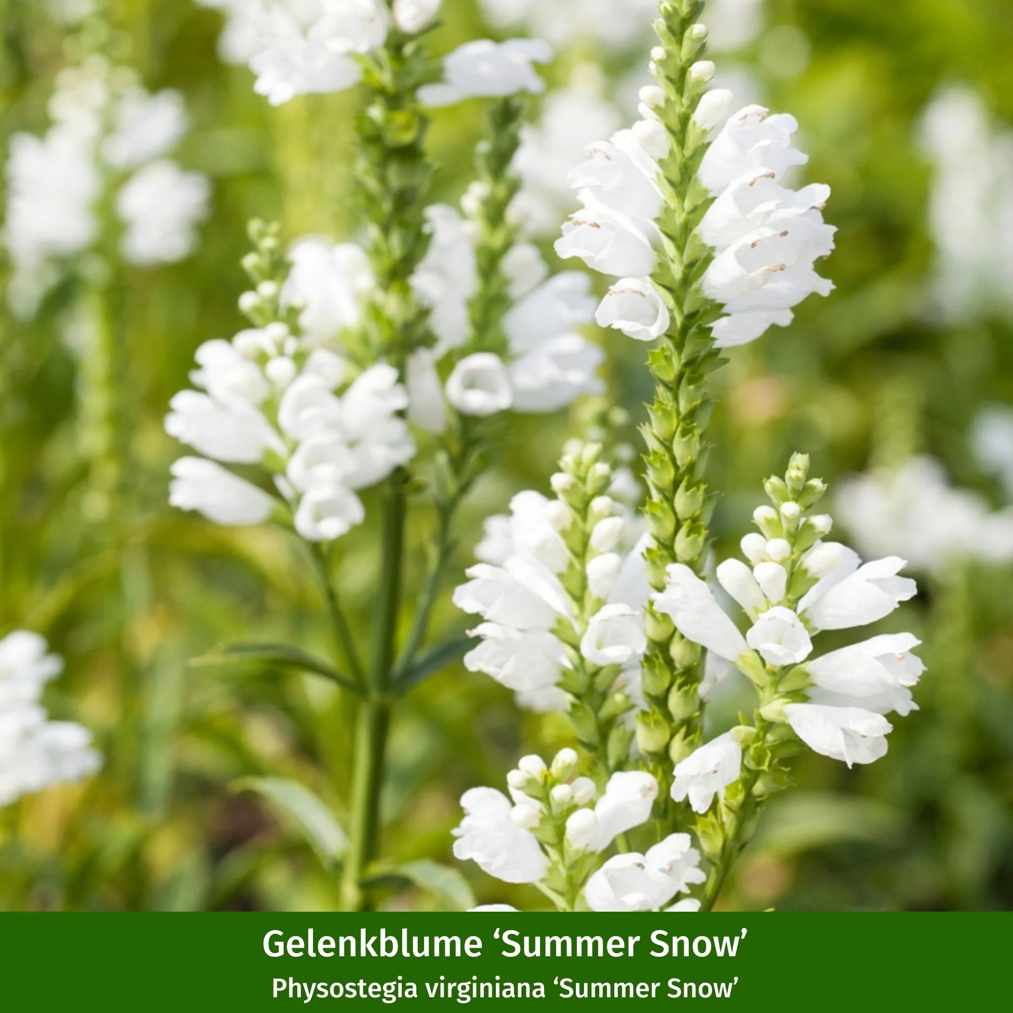 Staudenbeet "Summendes Bienenparadies" - Image 8