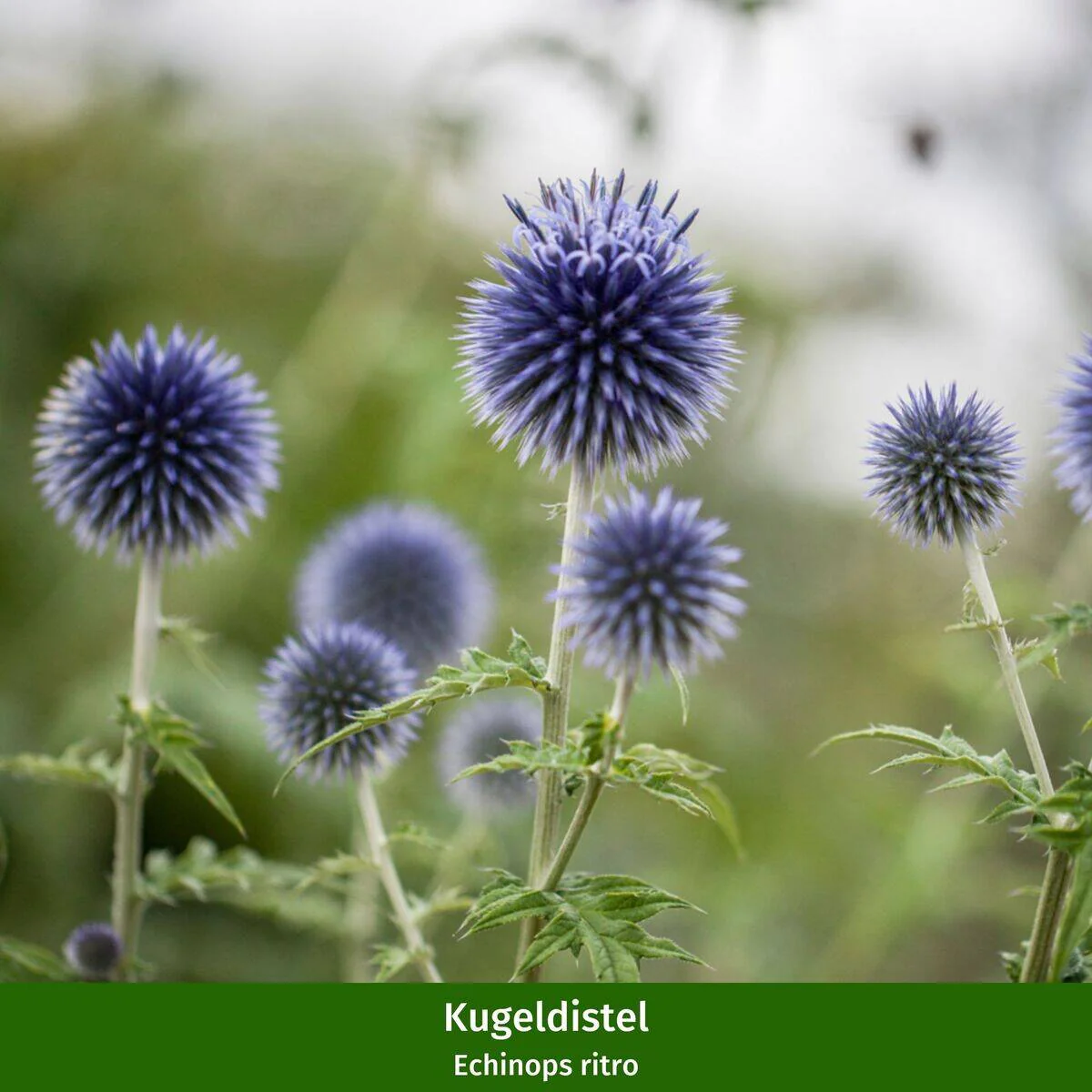 Staudenbeet "Robuster Trockenkünstler" - Image 15