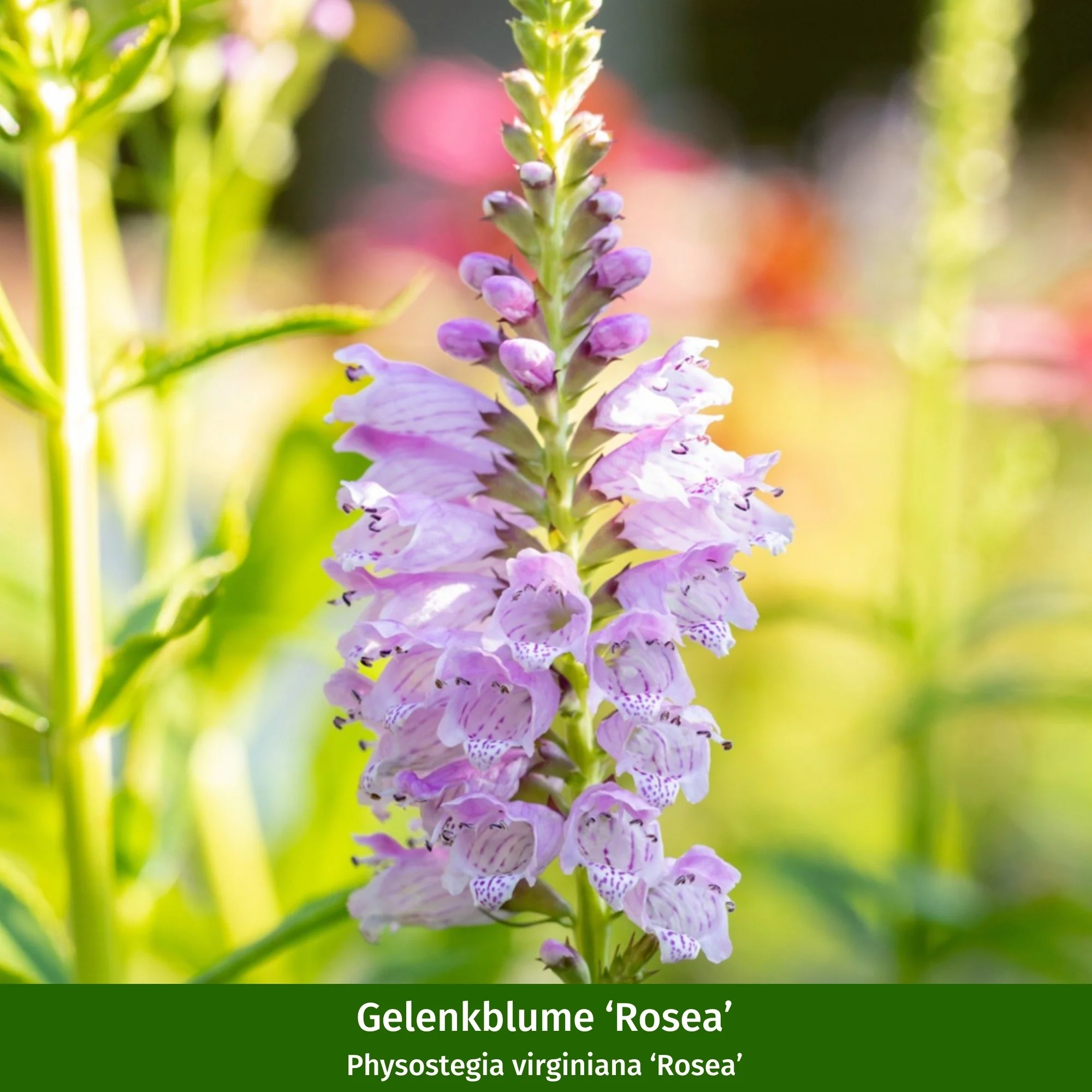 Staudenbeet "Romantischer Bauerngarten" - Image 13
