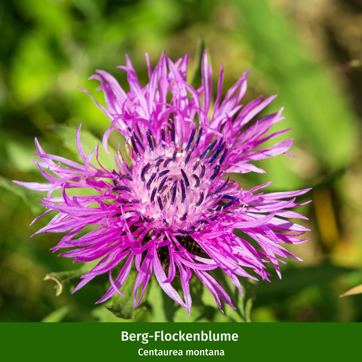 Staudenbeet "Romantischer Bauerngarten" - Image 14
