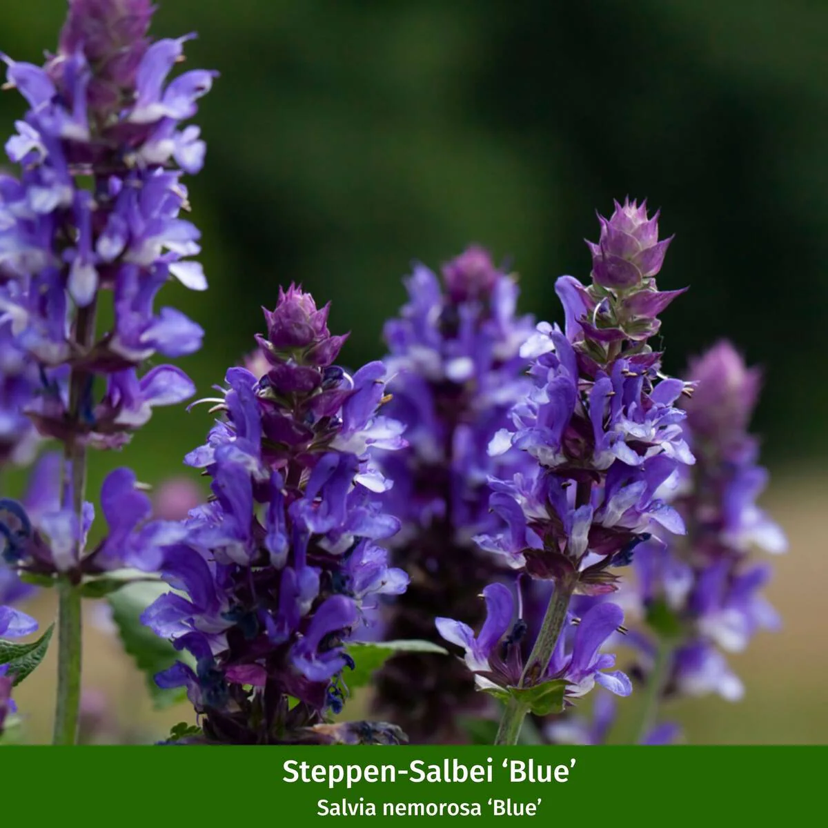 Staudenbeet "Schmales Sonnenbeet für Wildbienen und Falter" - Image 11