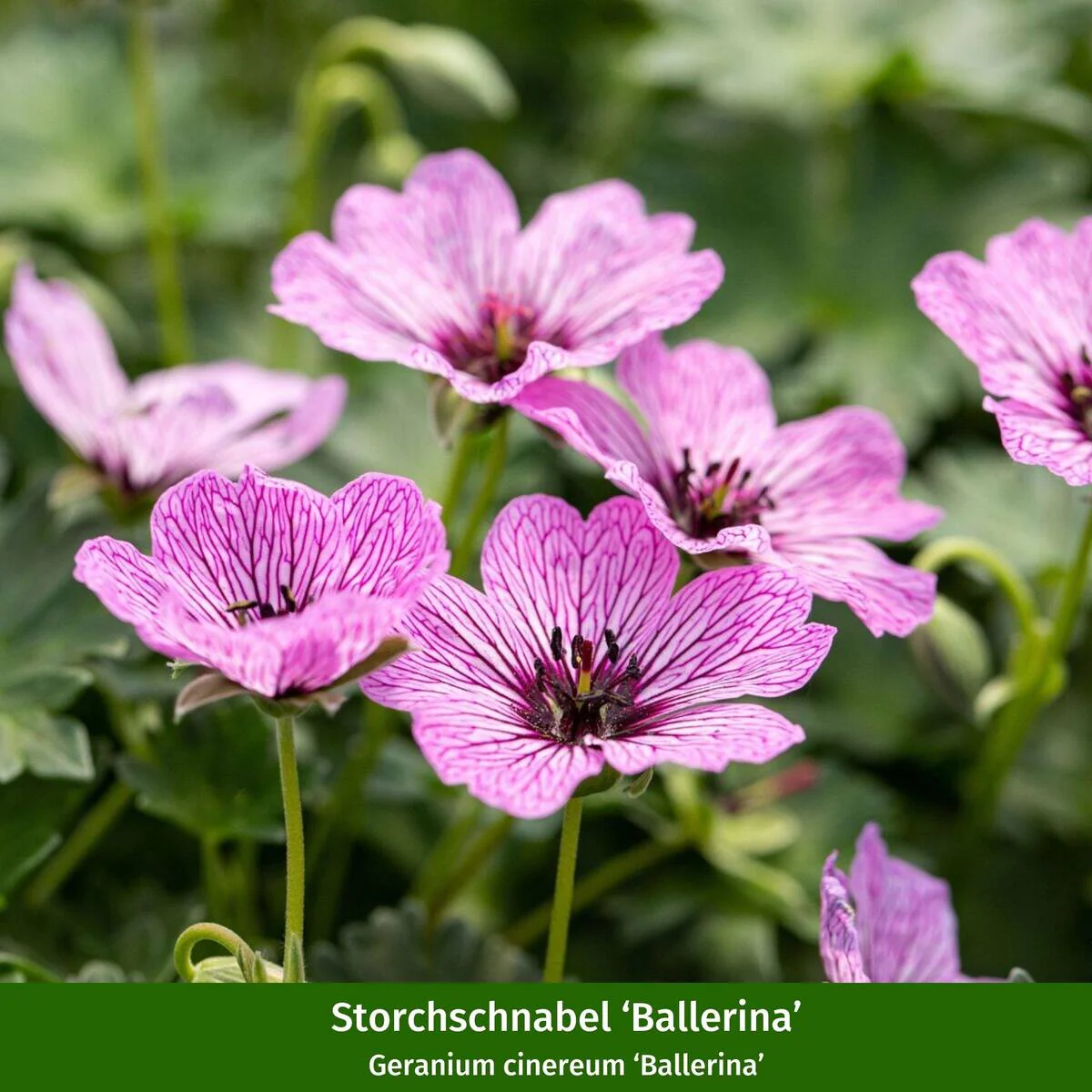 Staudenbeet "Schmales Sonnenbeet für Wildbienen und Falter" - Image 13