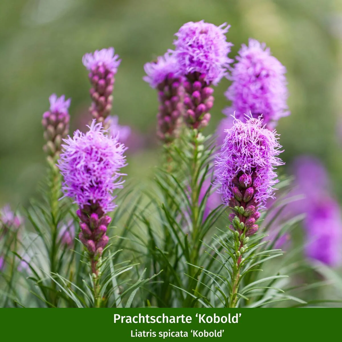 Staudenbeet "Schmales Sonnenbeet für Wildbienen und Falter" - Image 5