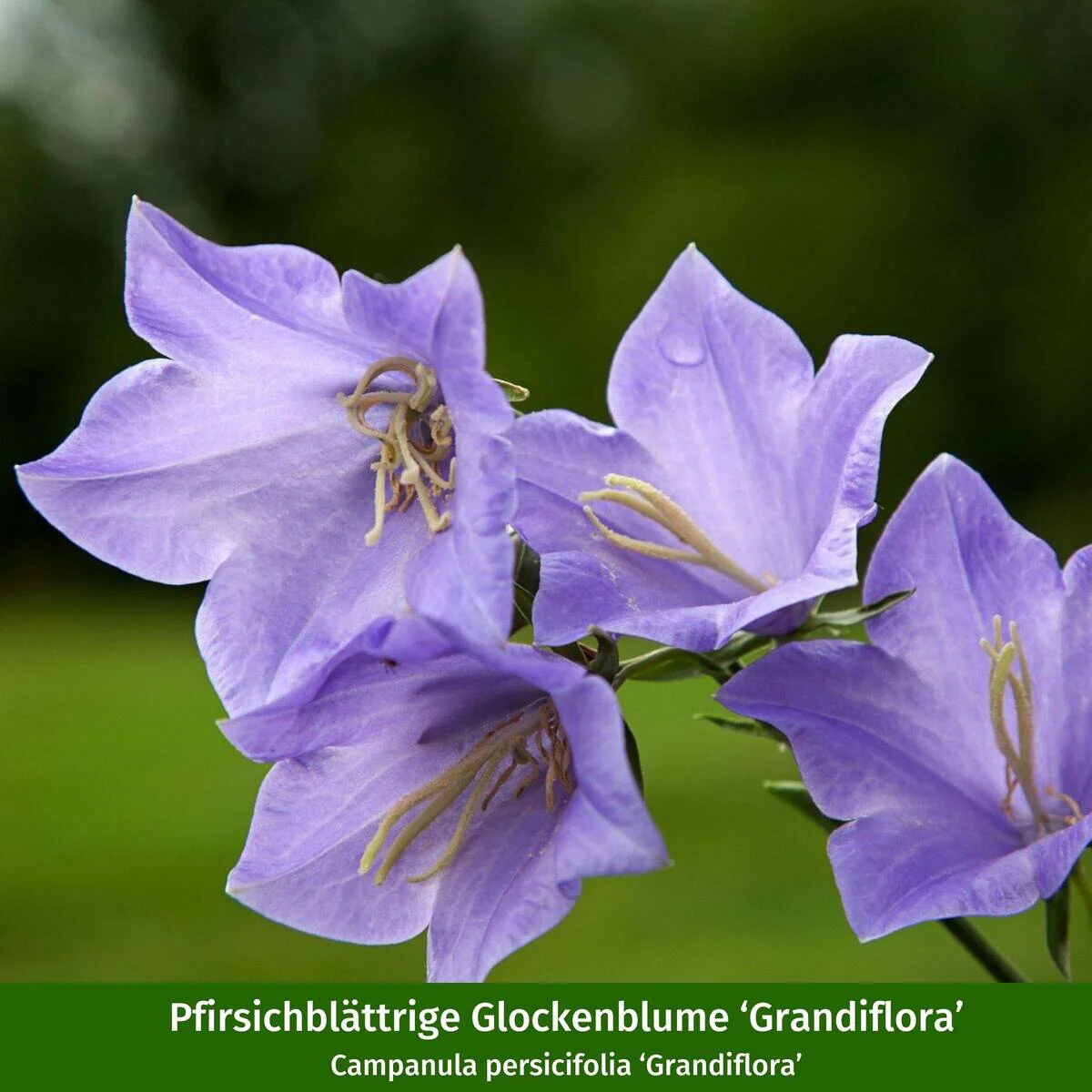 Staudenbeet "Schmales Sonnenbeet für Wildbienen und Falter" - Image 8