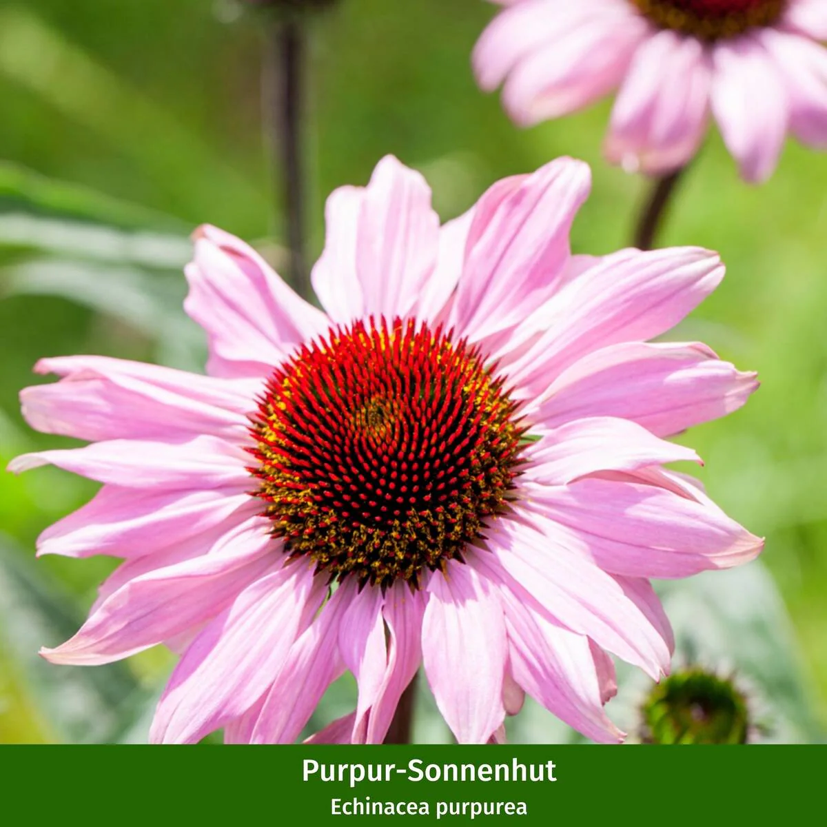 Staudenbeet "Schmales Sonnenbeet für Wildbienen und Falter" - Image 9