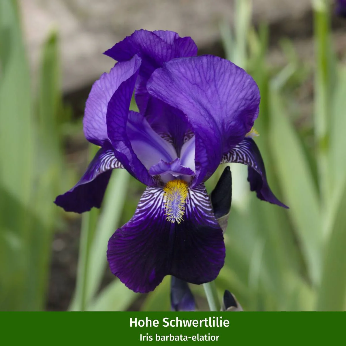 Staudenbeet "Sonniger Bauerngarten" - Image 3