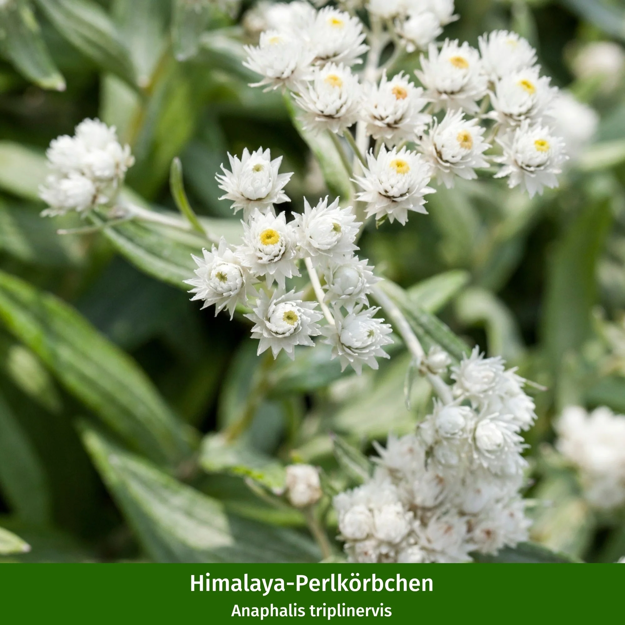 Staudenbeet "Streifenbeet als Duftoase" - Image 5