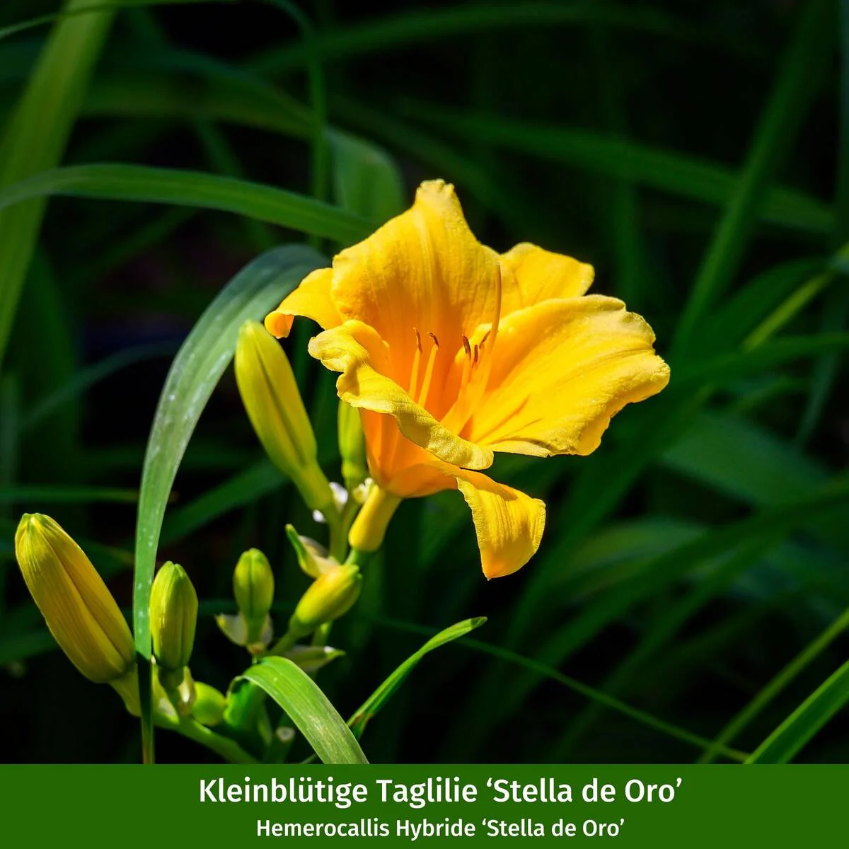 Staudenbeet "Streifenbeet als Duftoase" - Image 9