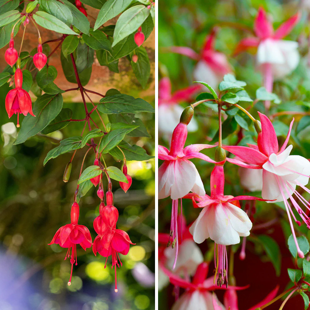 Stehende & Hängende Fuchsie, 6 Pflanzen