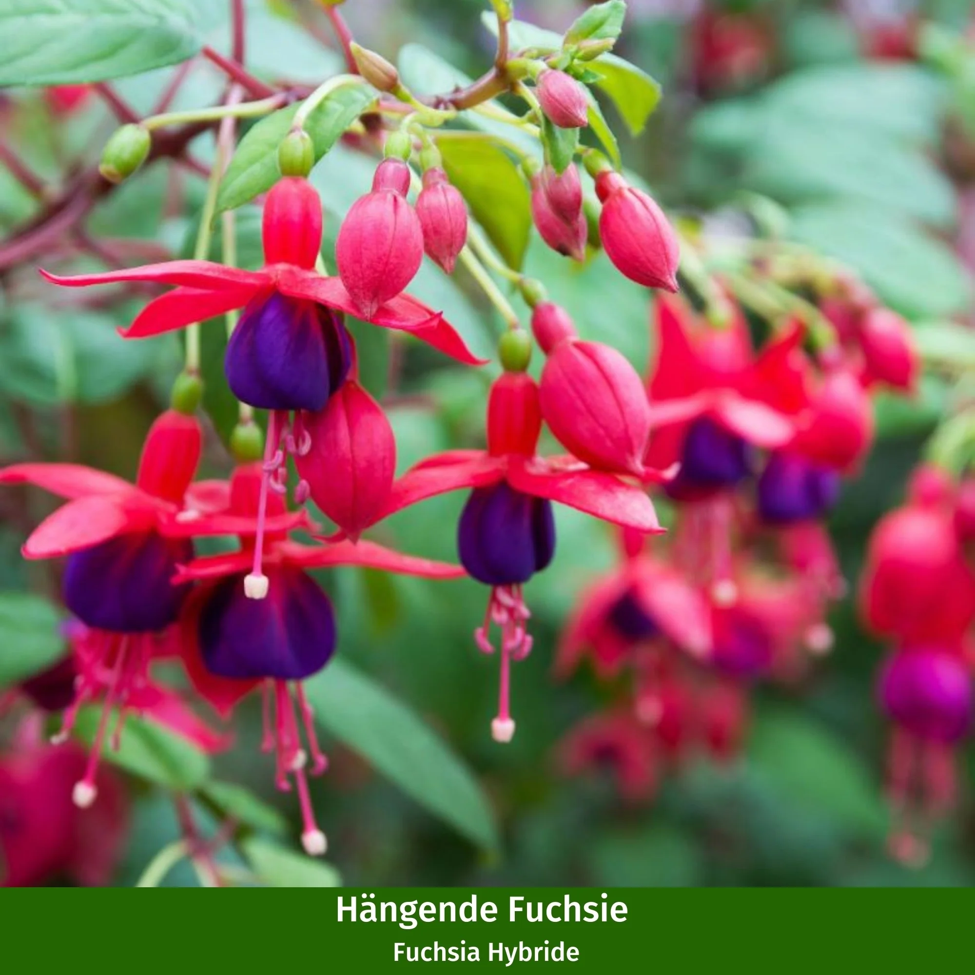 Stehende & Hängende Fuchsie, 6 Pflanzen - Image 2
