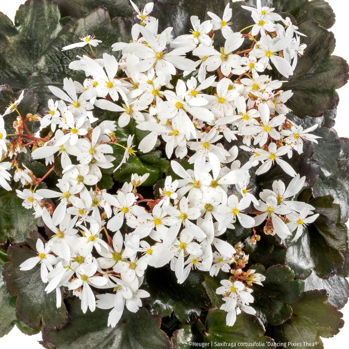 Steinbrech 'Dancing Pixies® Thea'