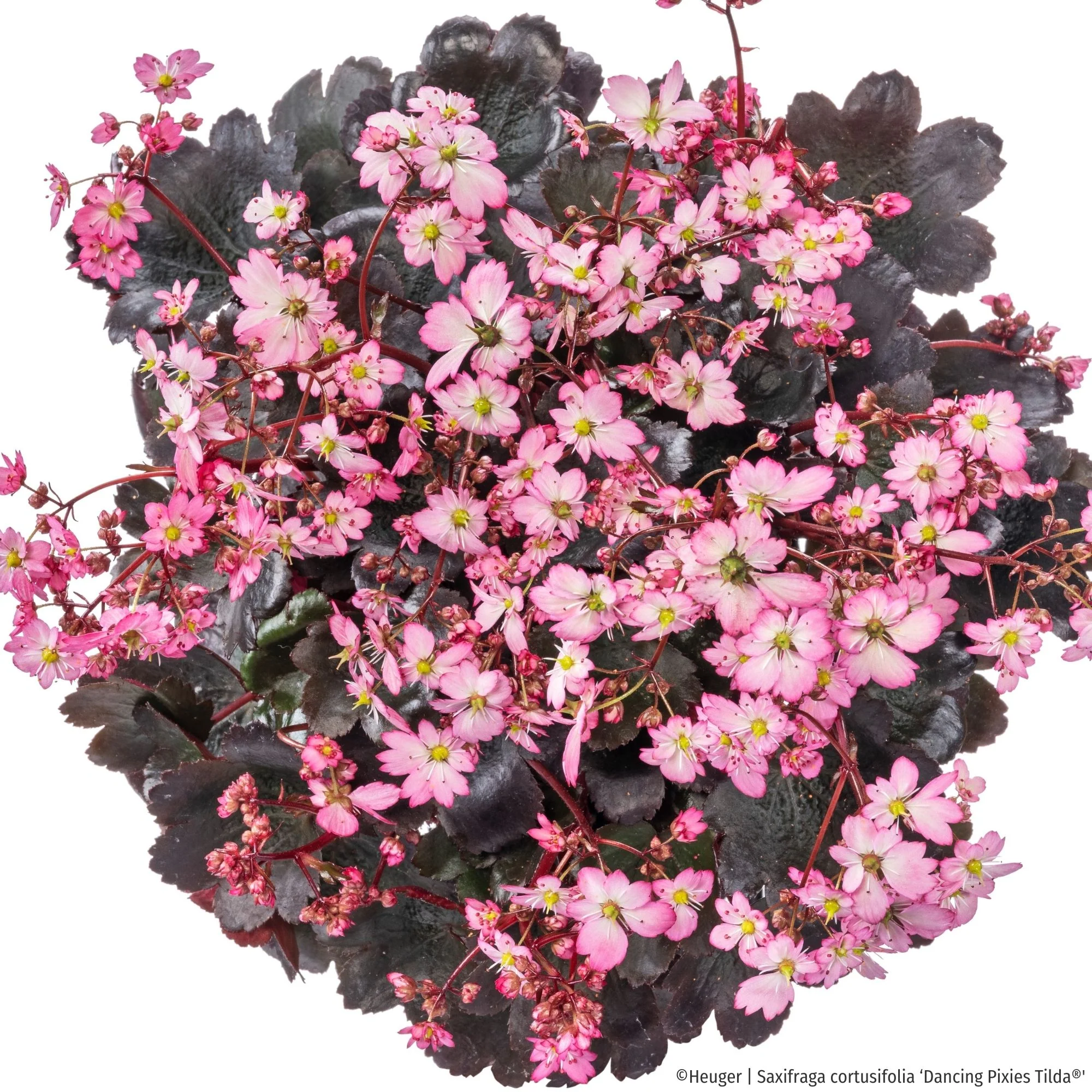 Steinbrech 'Dancing Pixies® Tilda' - Image 2