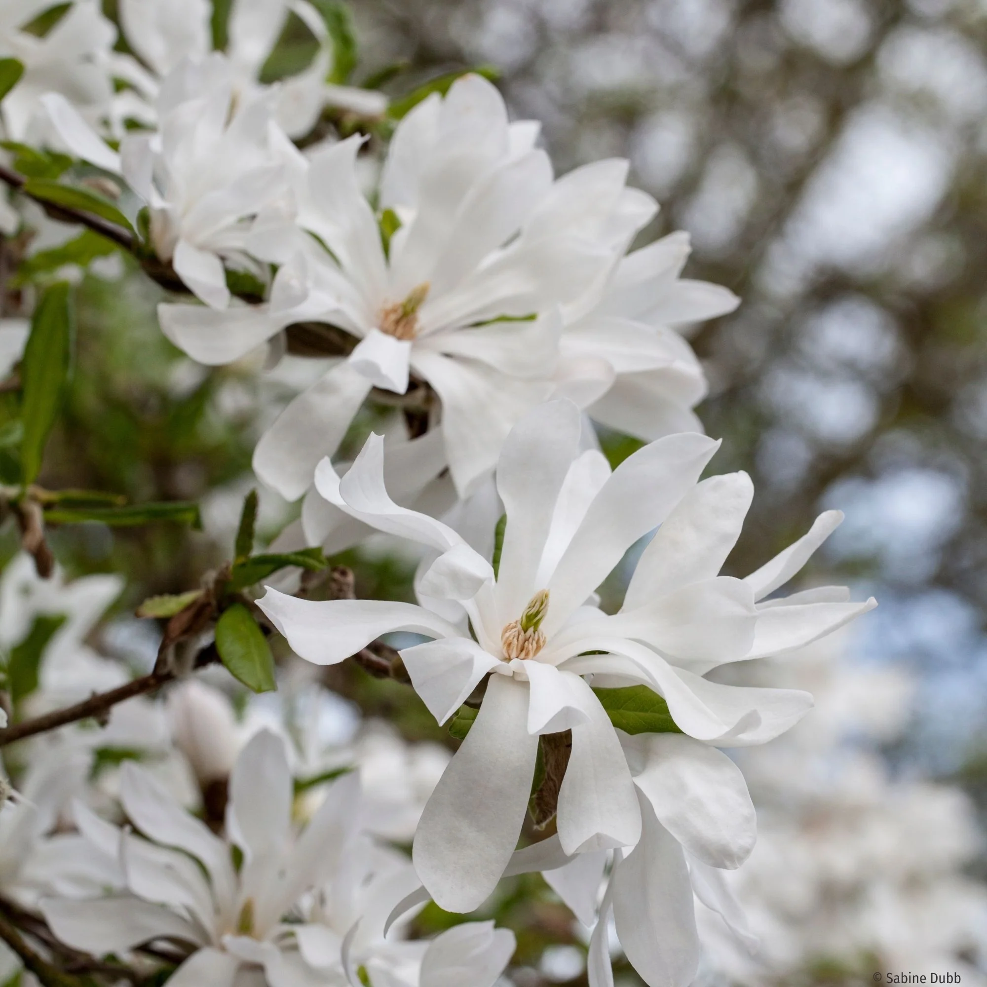 Sternmagnolie
