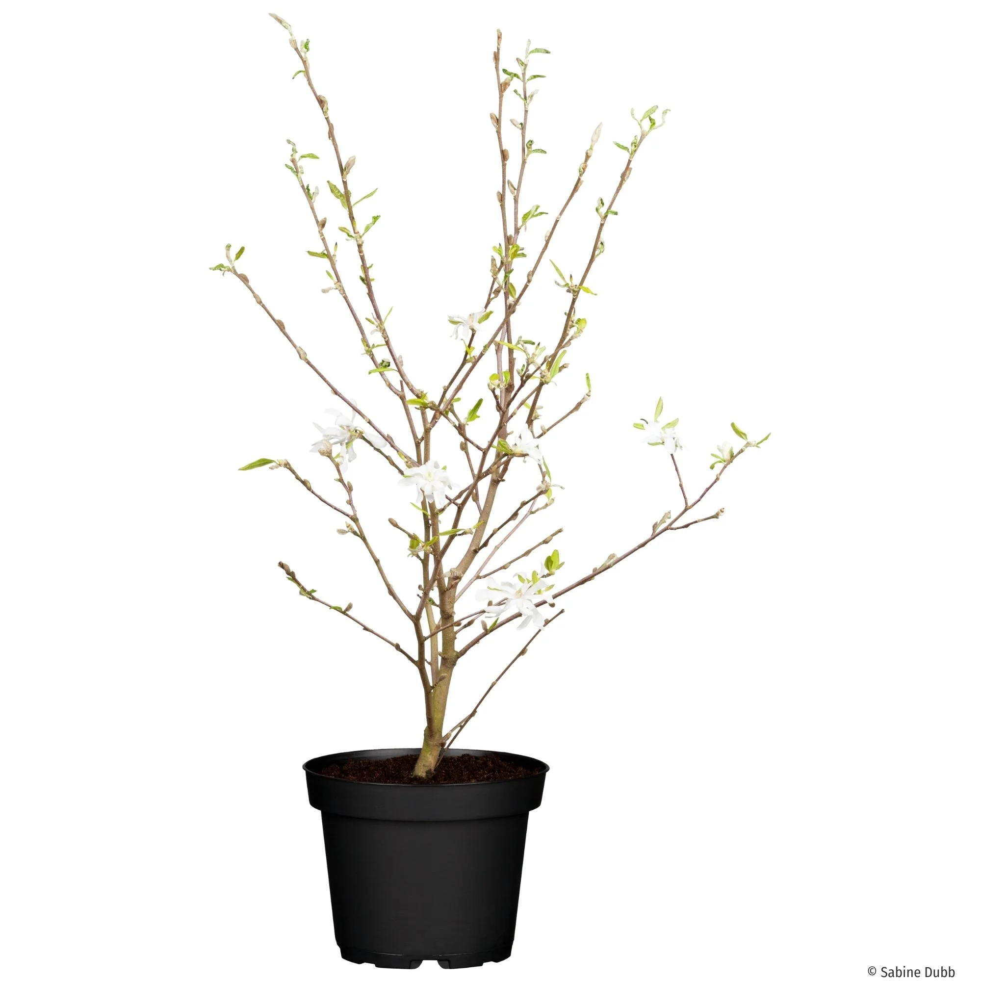 Sternmagnolie - Image 2