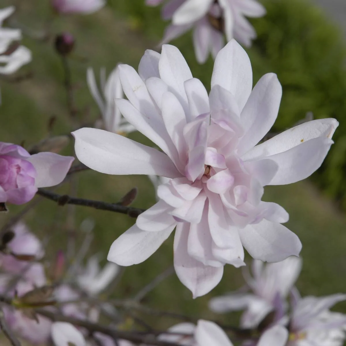 Sternmagnolie 'Rosea'