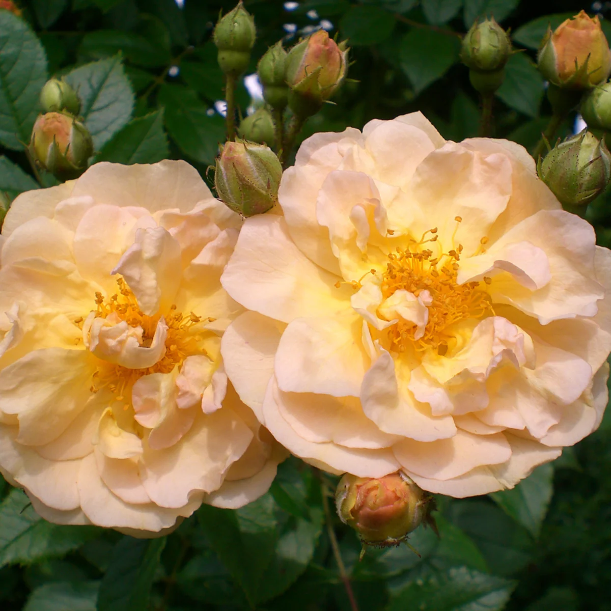Strauchrose 'Ghislaine de Feligonde'