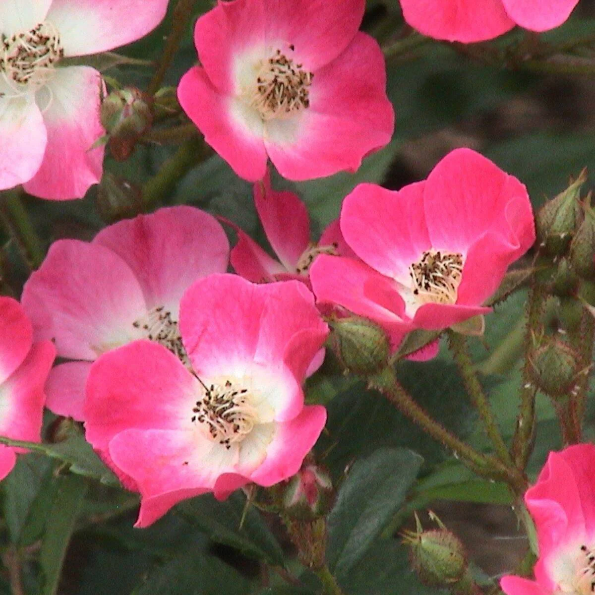 Strauchrose 'Mozart'