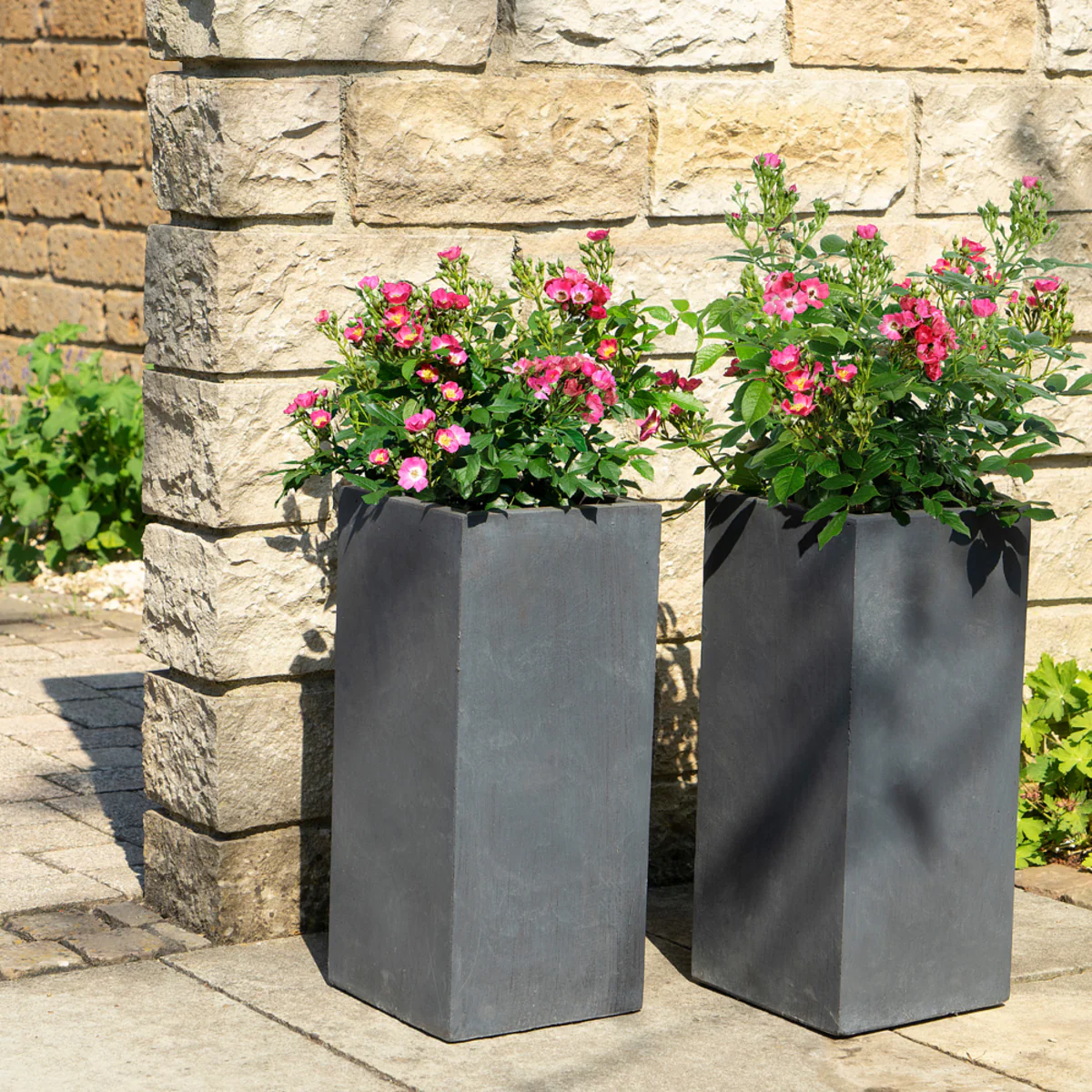 Strauchrose Rosy Boom® - Image 10