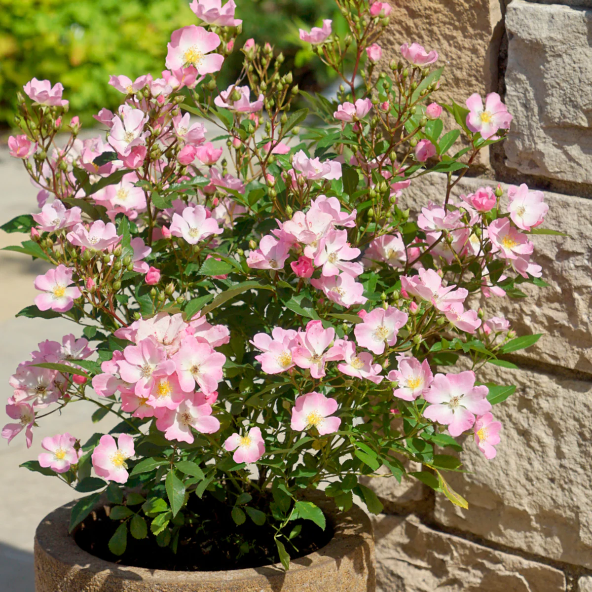 Strauchrose Rosy Boom® - Image 11