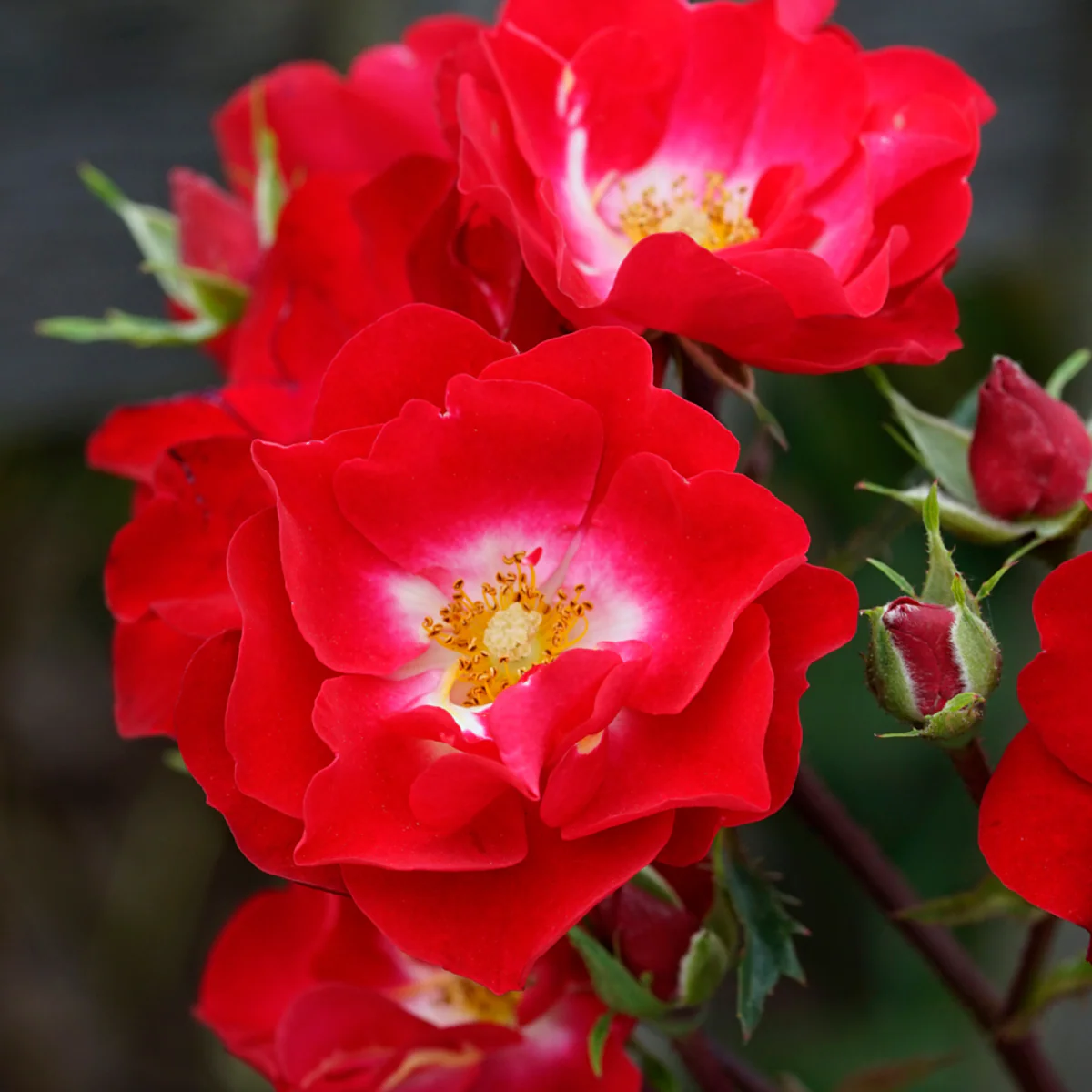 Strauchrose Rosy Boom® - Image 3