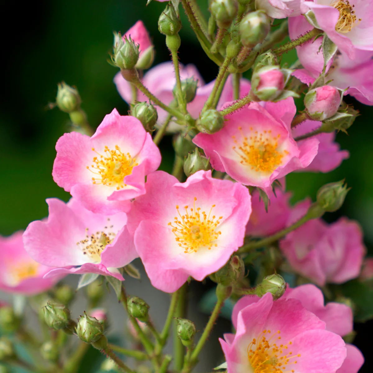 Strauchrose Rosy Boom® - Image 4