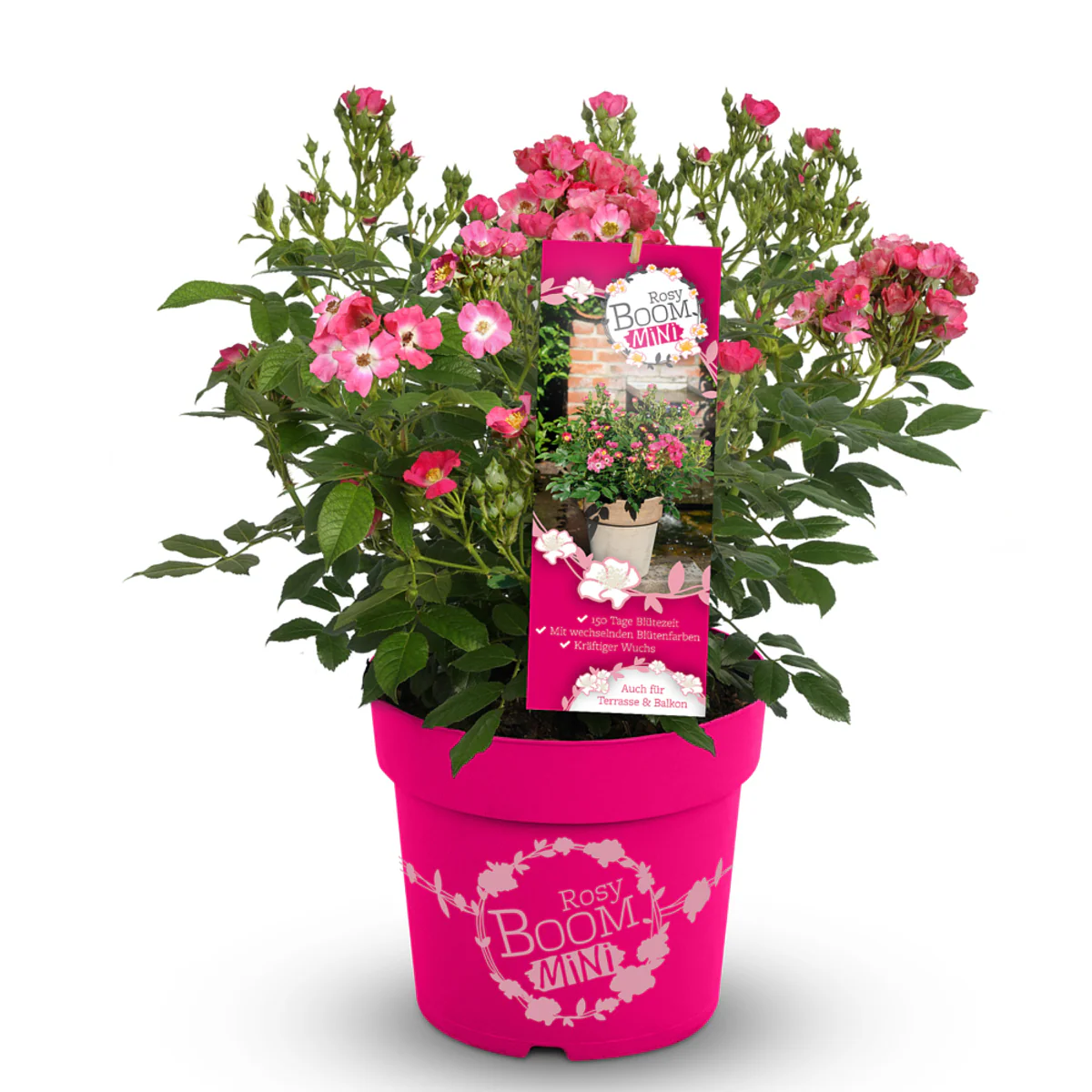 Strauchrose Rosy Boom® - Image 5