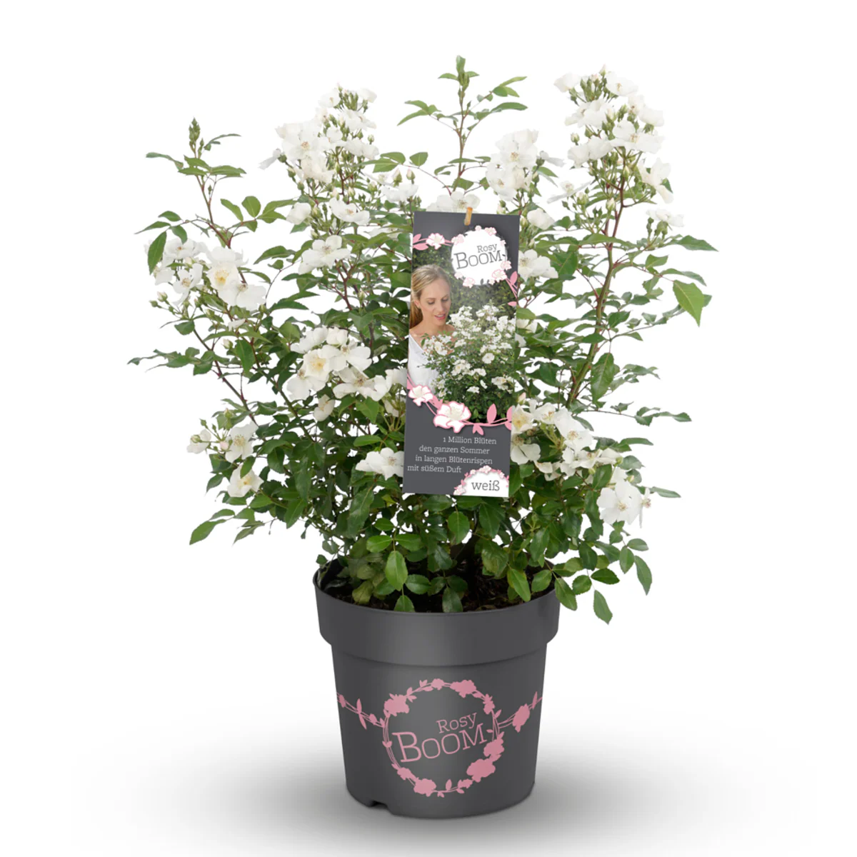 Strauchrose Rosy Boom® - Image 6