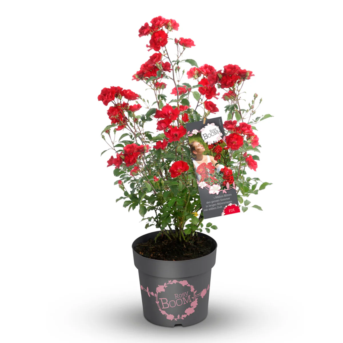 Strauchrose Rosy Boom® - Image 7