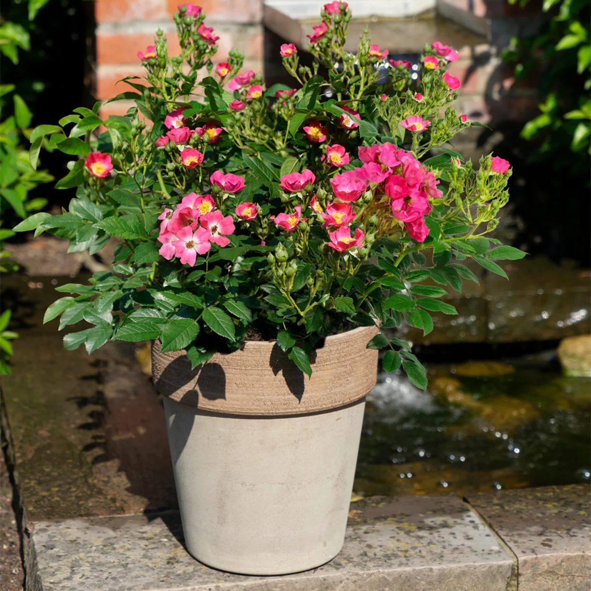 Strauchrose Rosy Boom® - Image 9