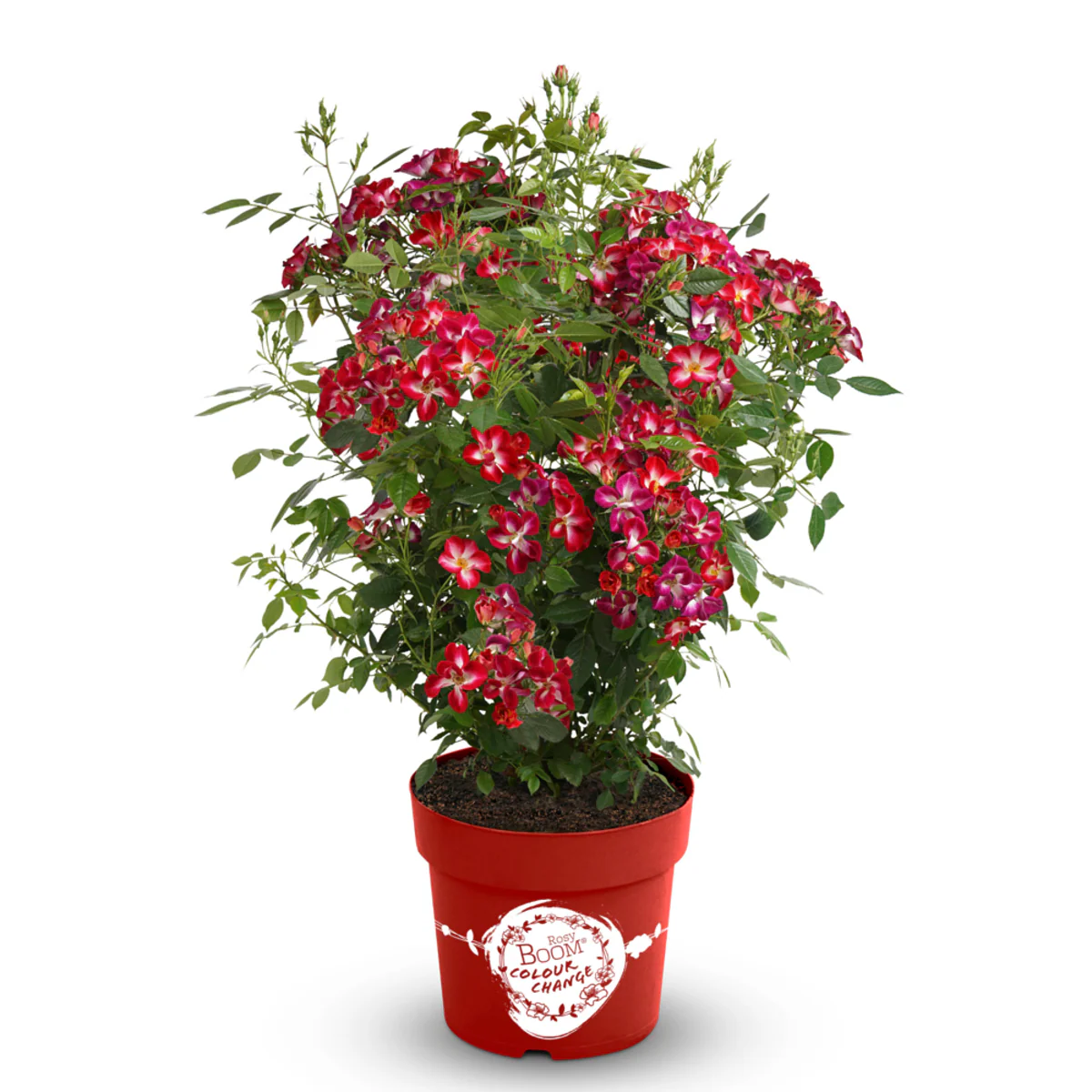 Strauchrose Rosy Boom® 'Colour Change' - Image 2