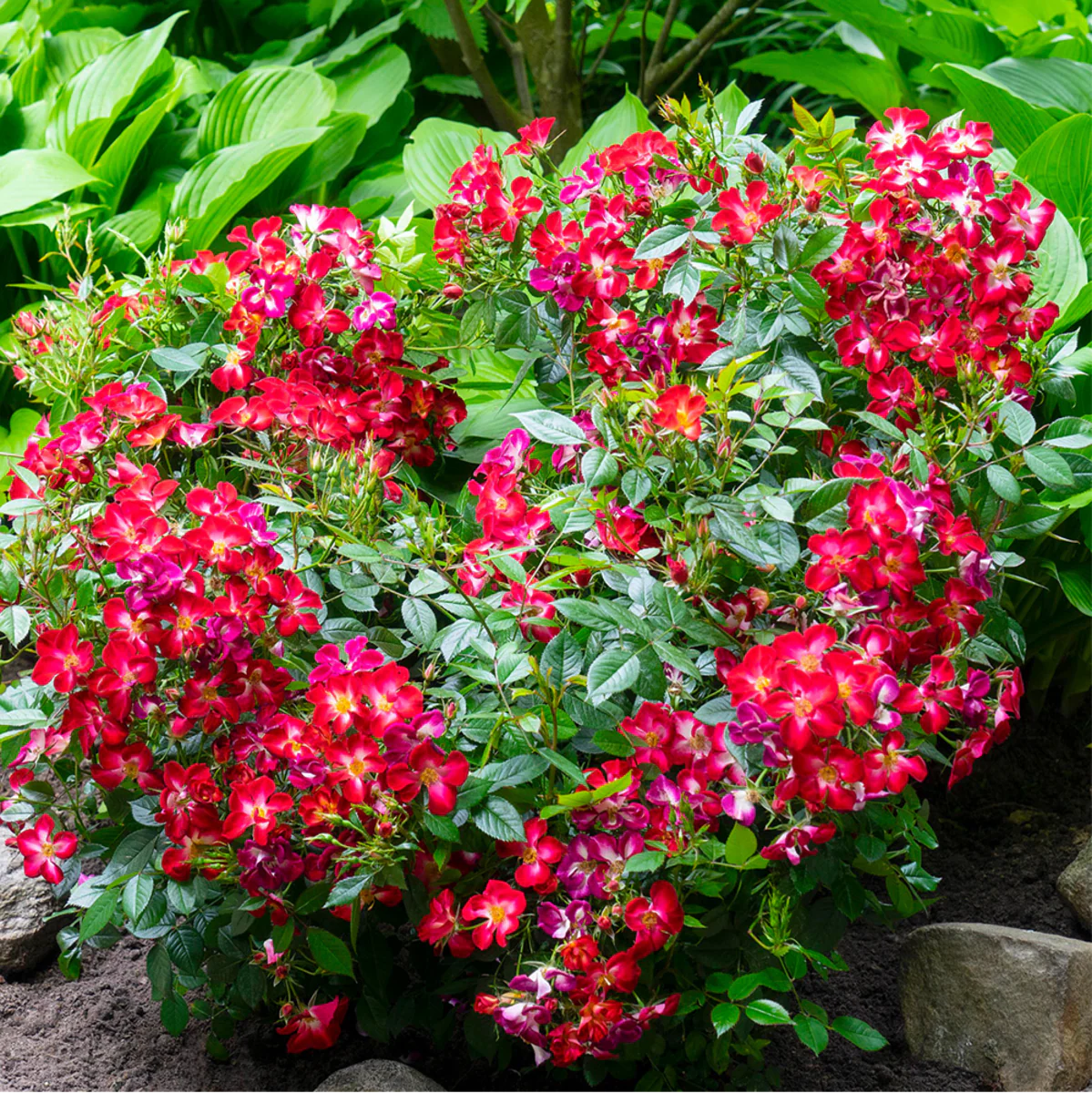 Strauchrose Rosy Boom® 'Colour Change' - Image 4