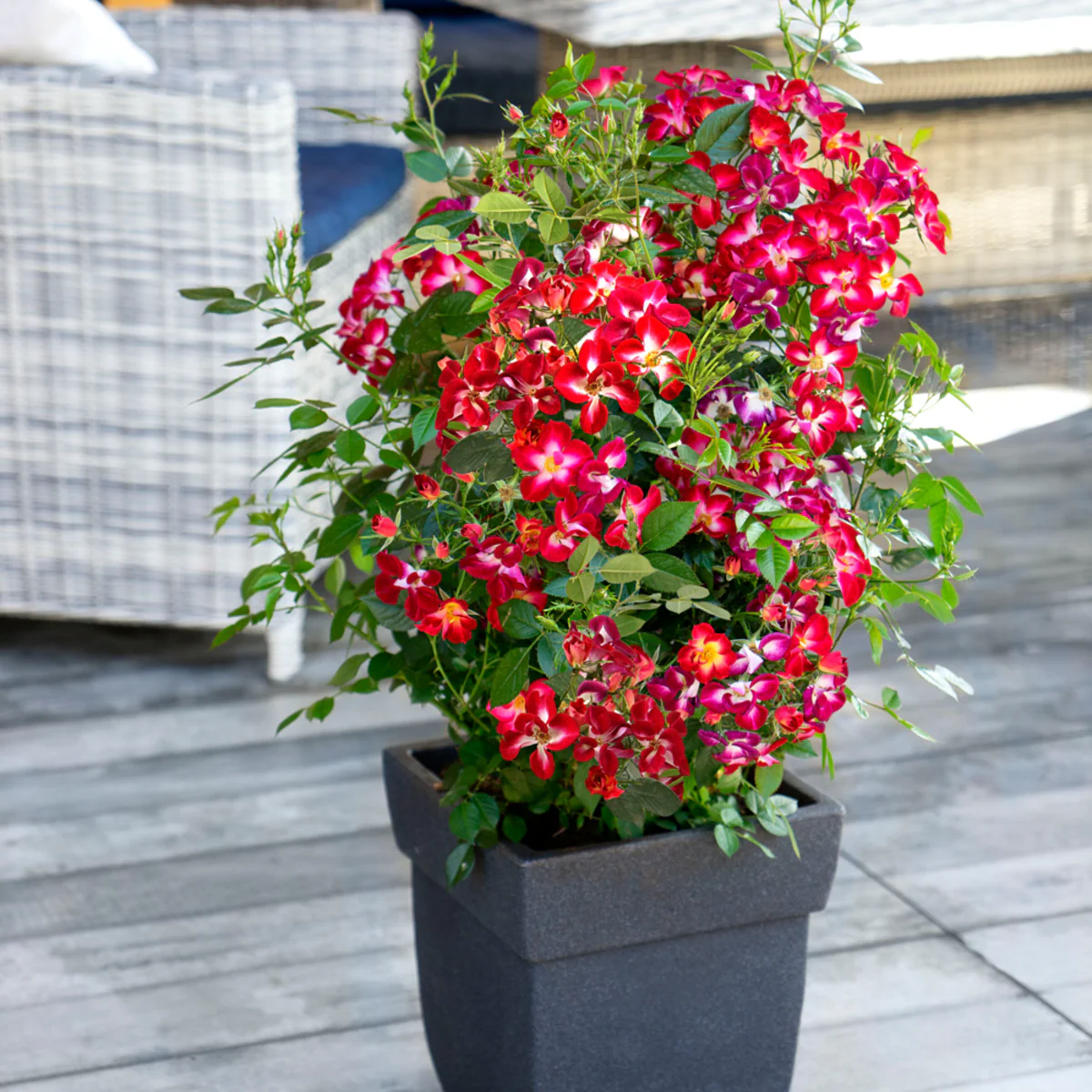 Strauchrose Rosy Boom® 'Colour Change' - Image 7