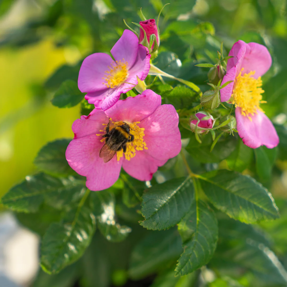 Strauchrose Rosy Boom® 'Wildlife'