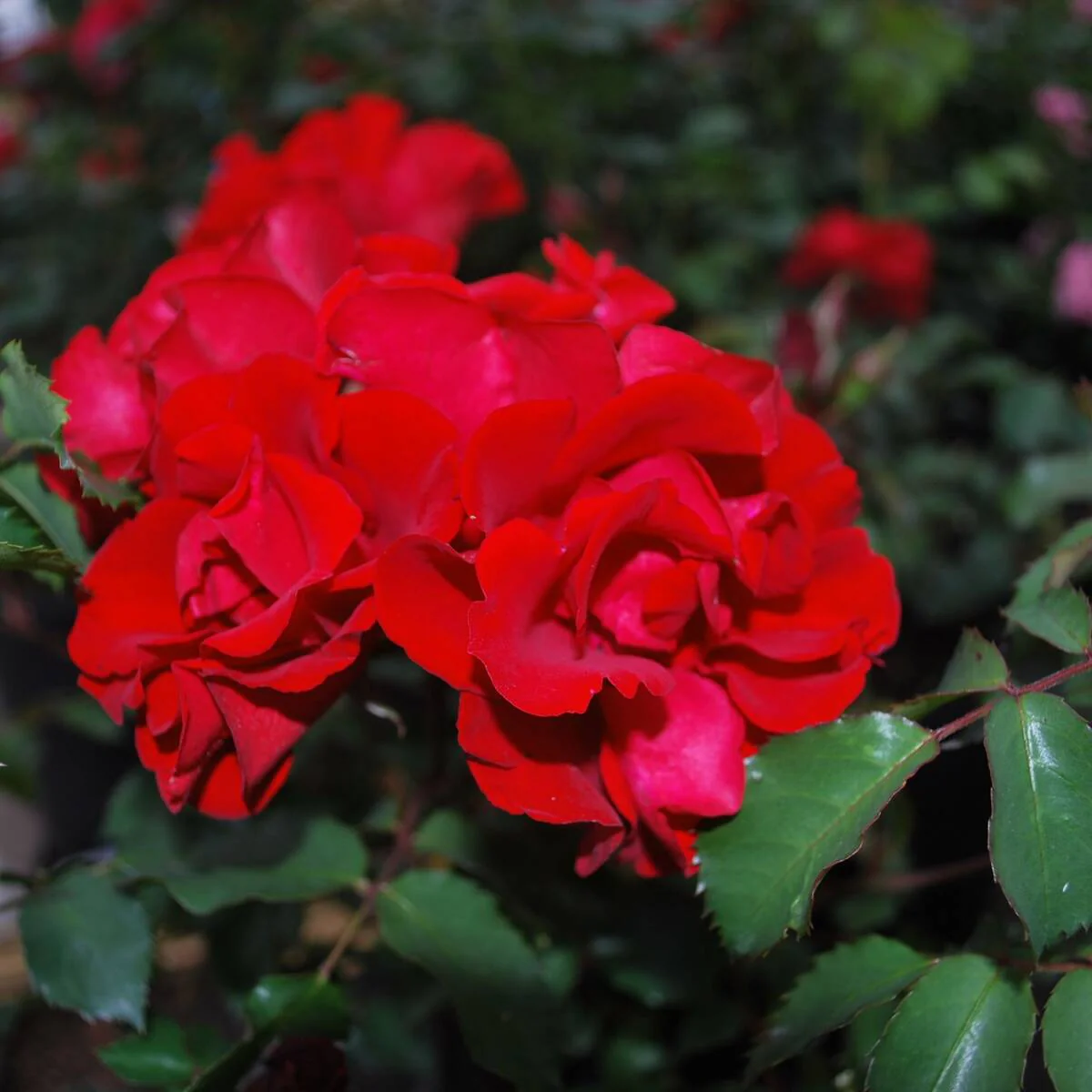 Strauchrose 'Roter Korsar®'