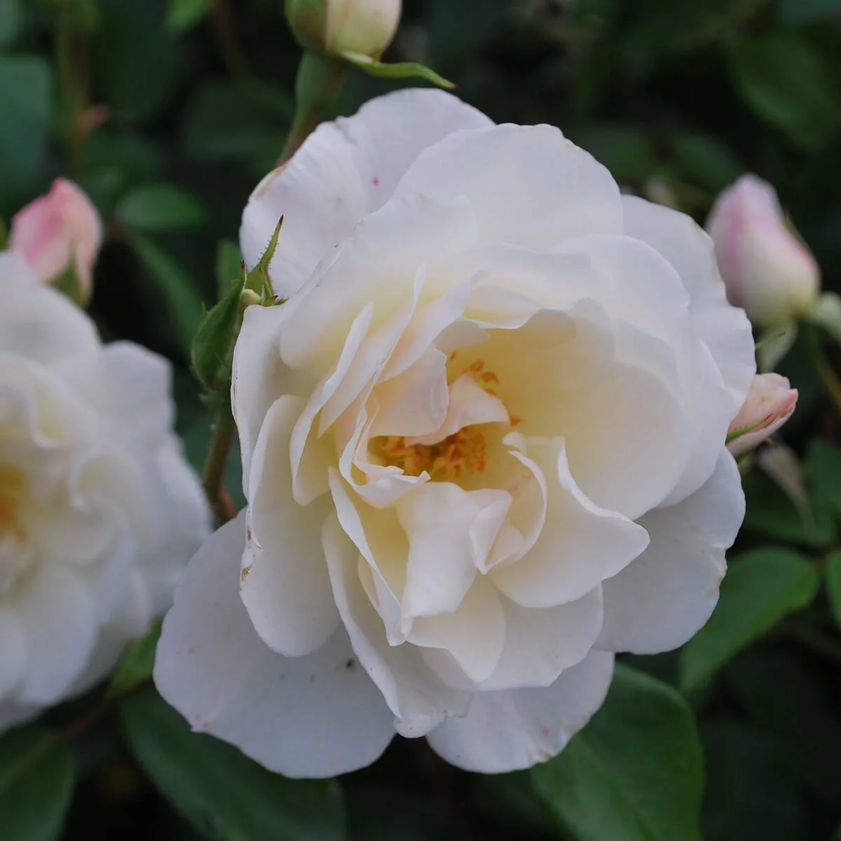 Strauchrose 'Schneewittchen®'