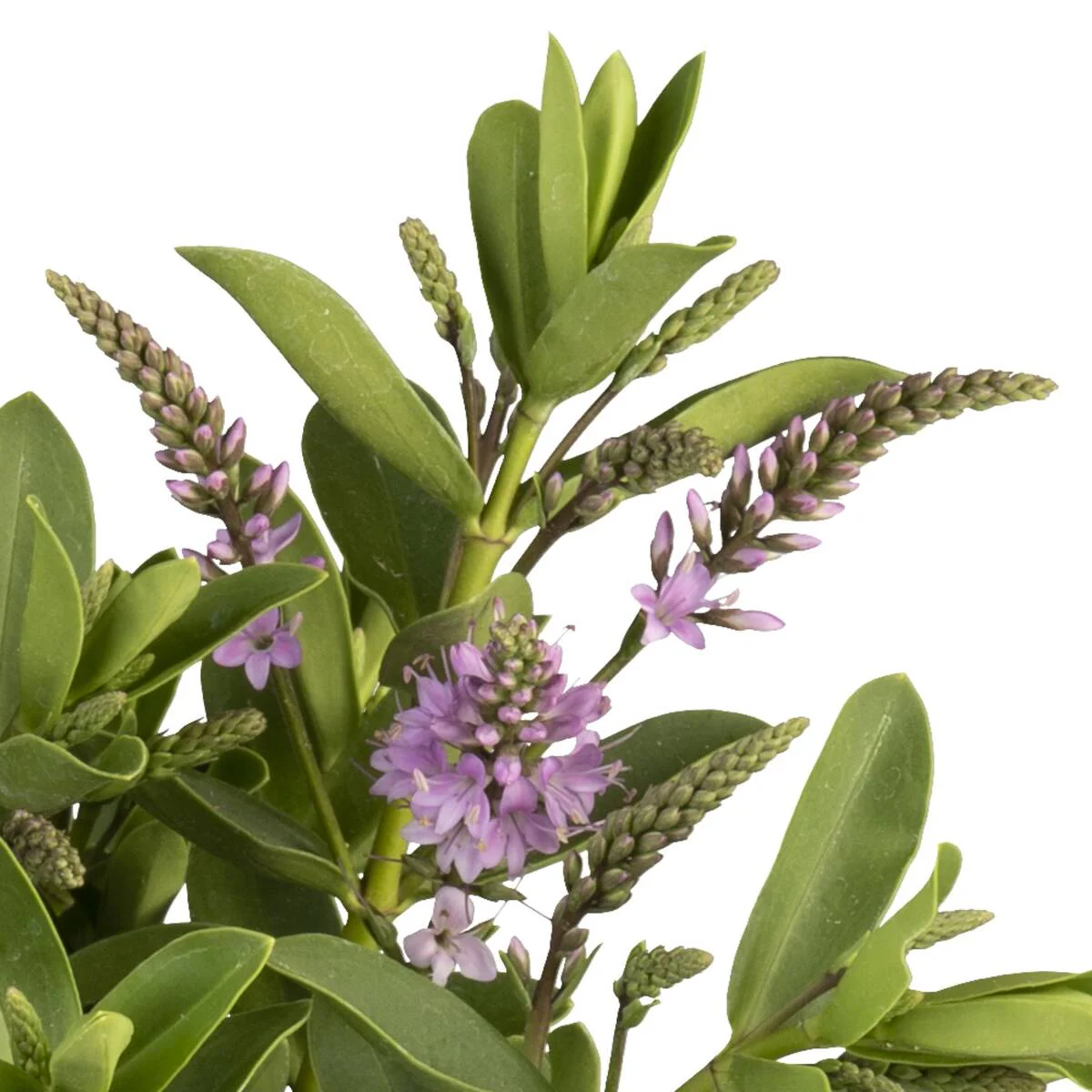 Strauchveronika 'All Blooms®' - Image 10