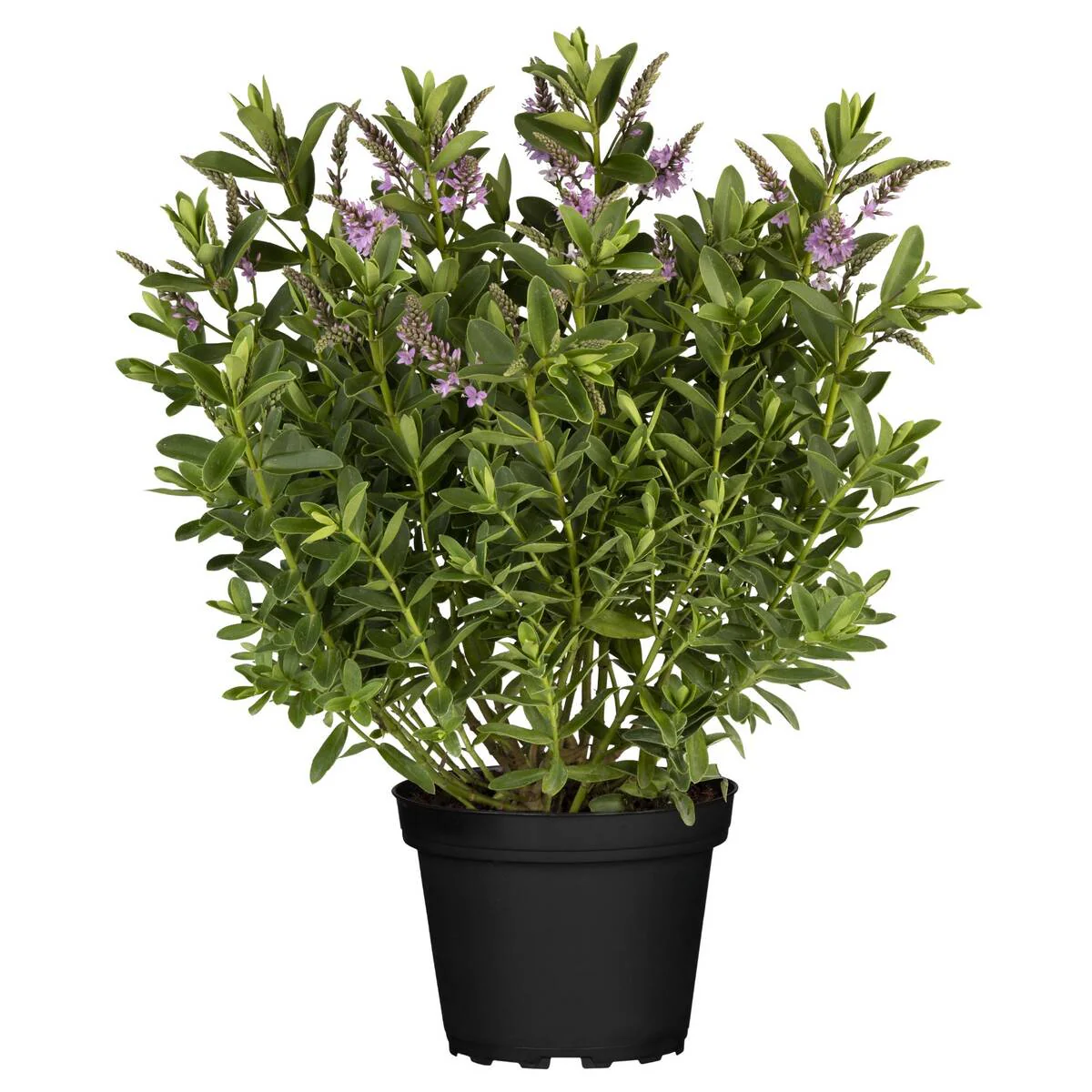 Strauchveronika 'All Blooms®' - Image 11