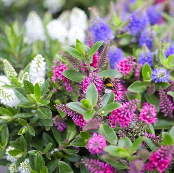 Strauchveronika 'All Blooms®' - Image 12