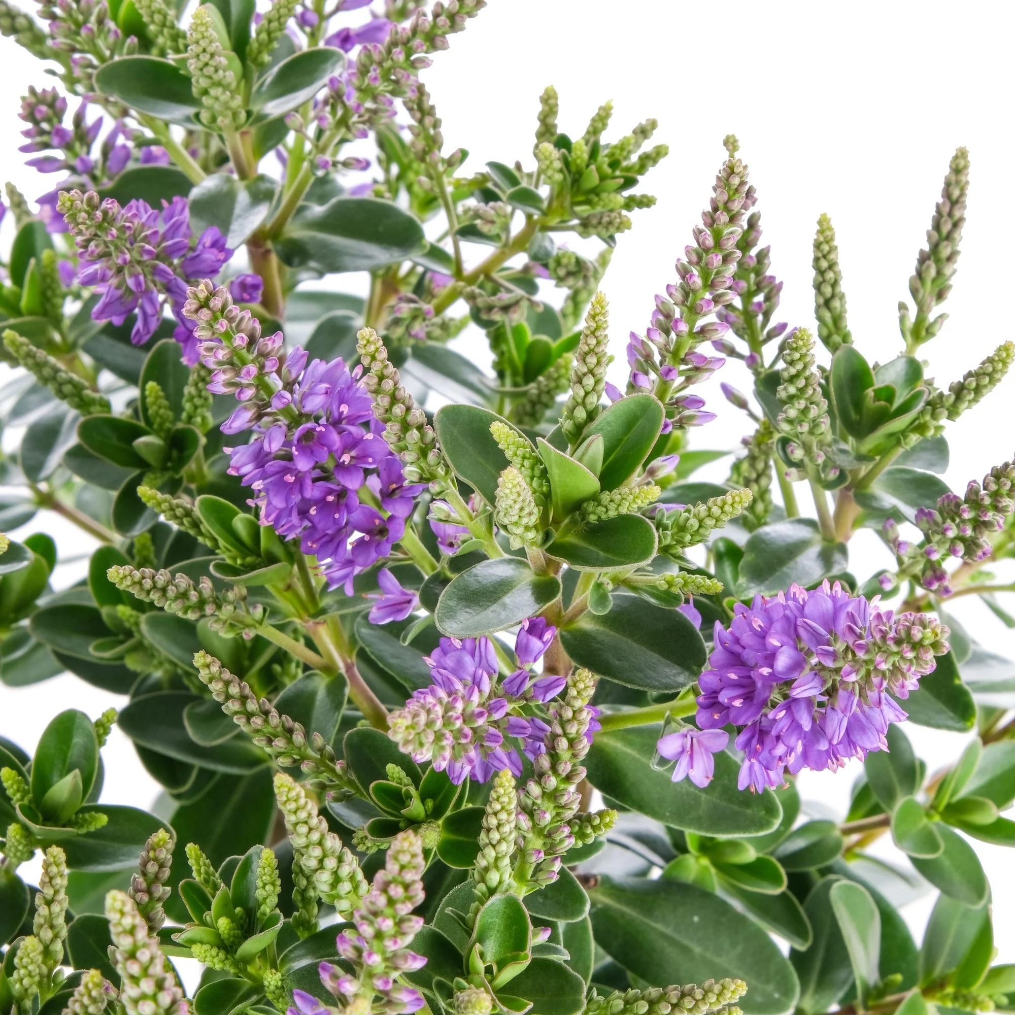 Strauchveronika 'All Blooms®' - Image 13