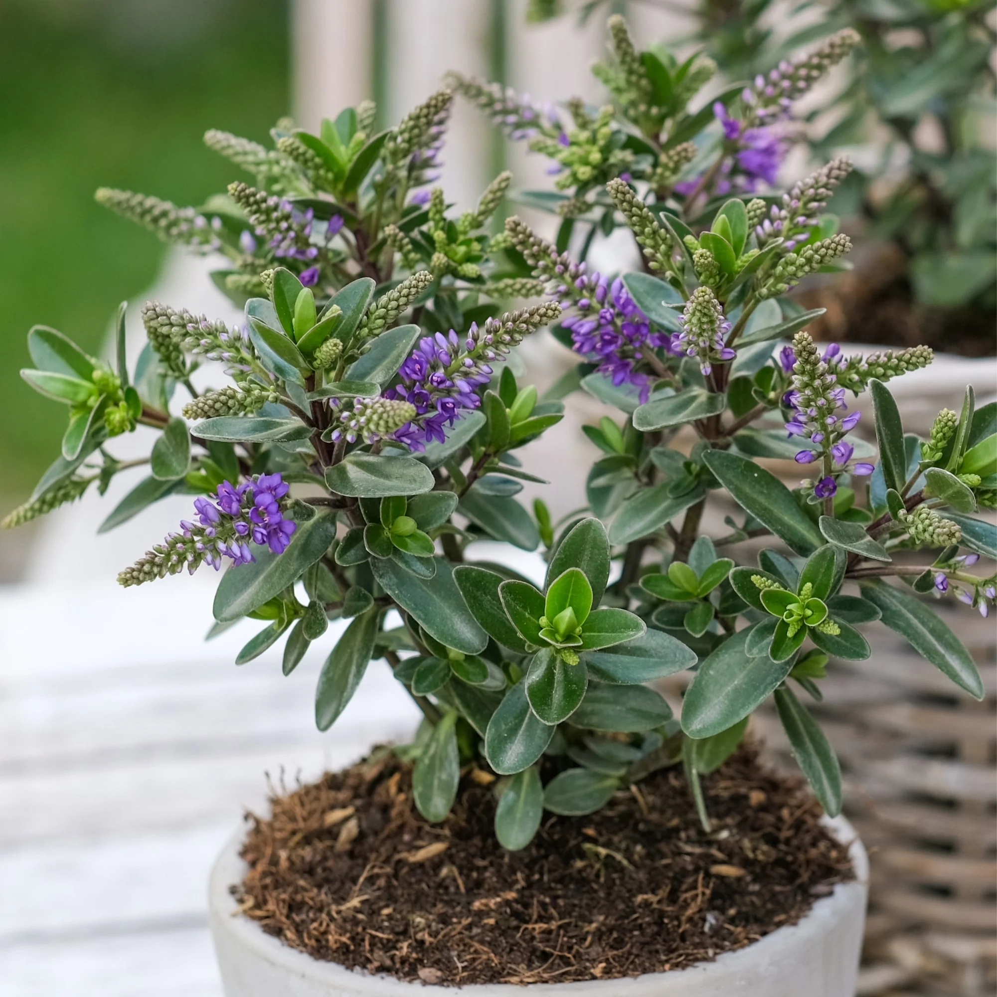 Strauchveronika 'All Blooms®' - Image 15