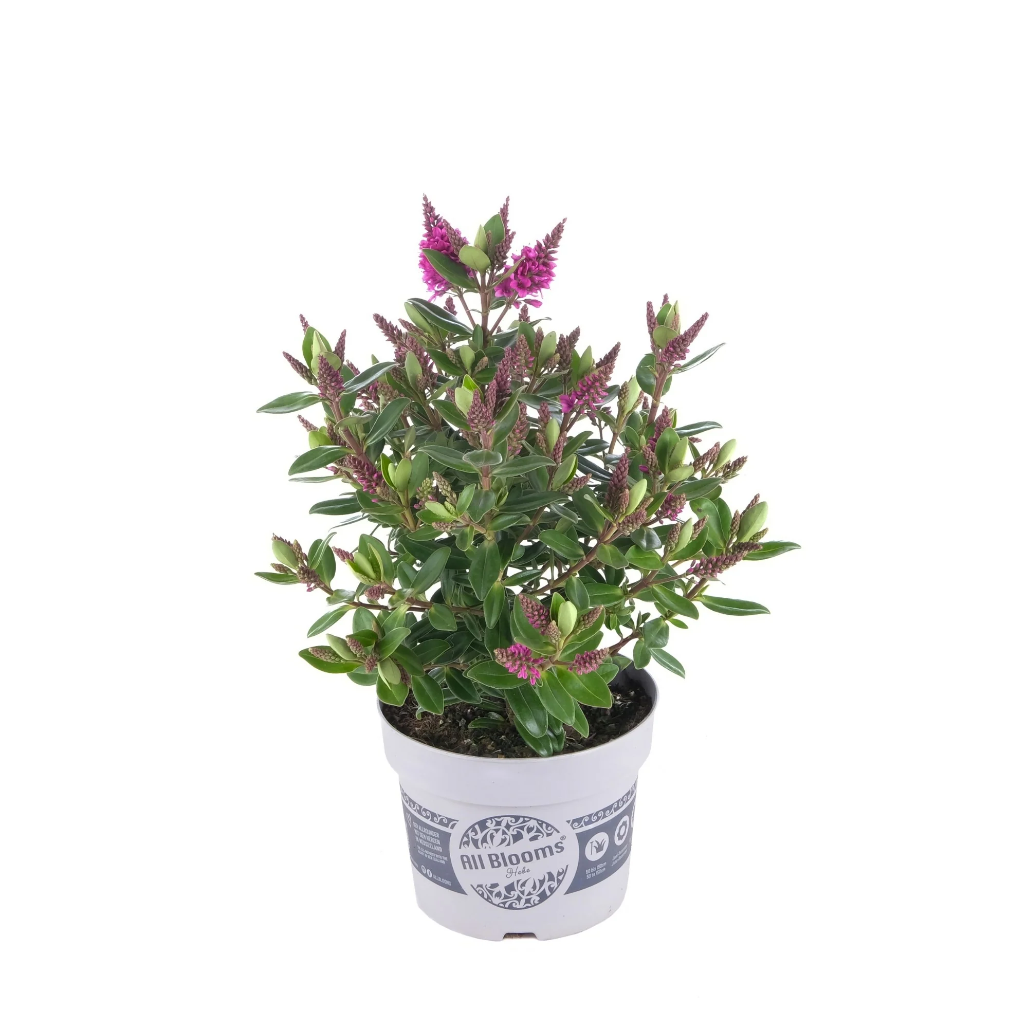Strauchveronika 'All Blooms®' - Image 16