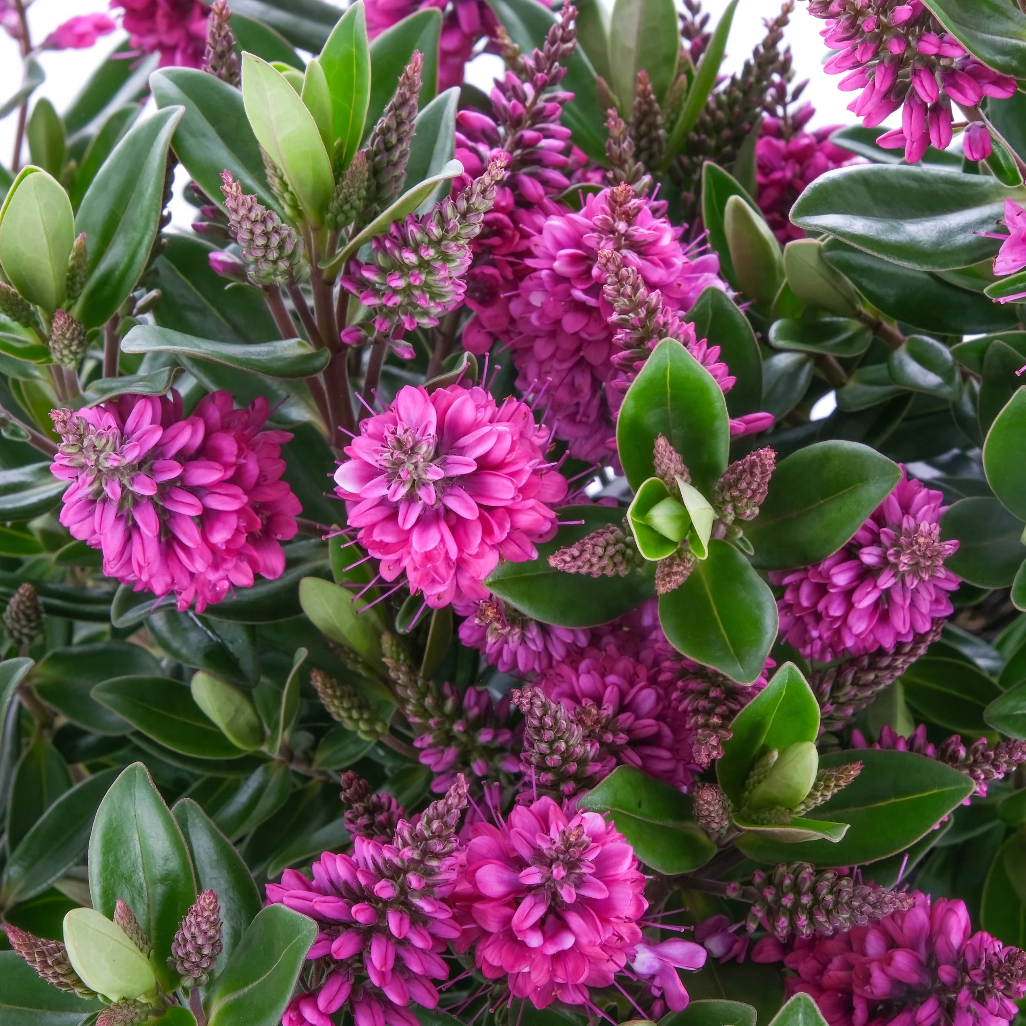 Strauchveronika 'All Blooms®' - Image 17