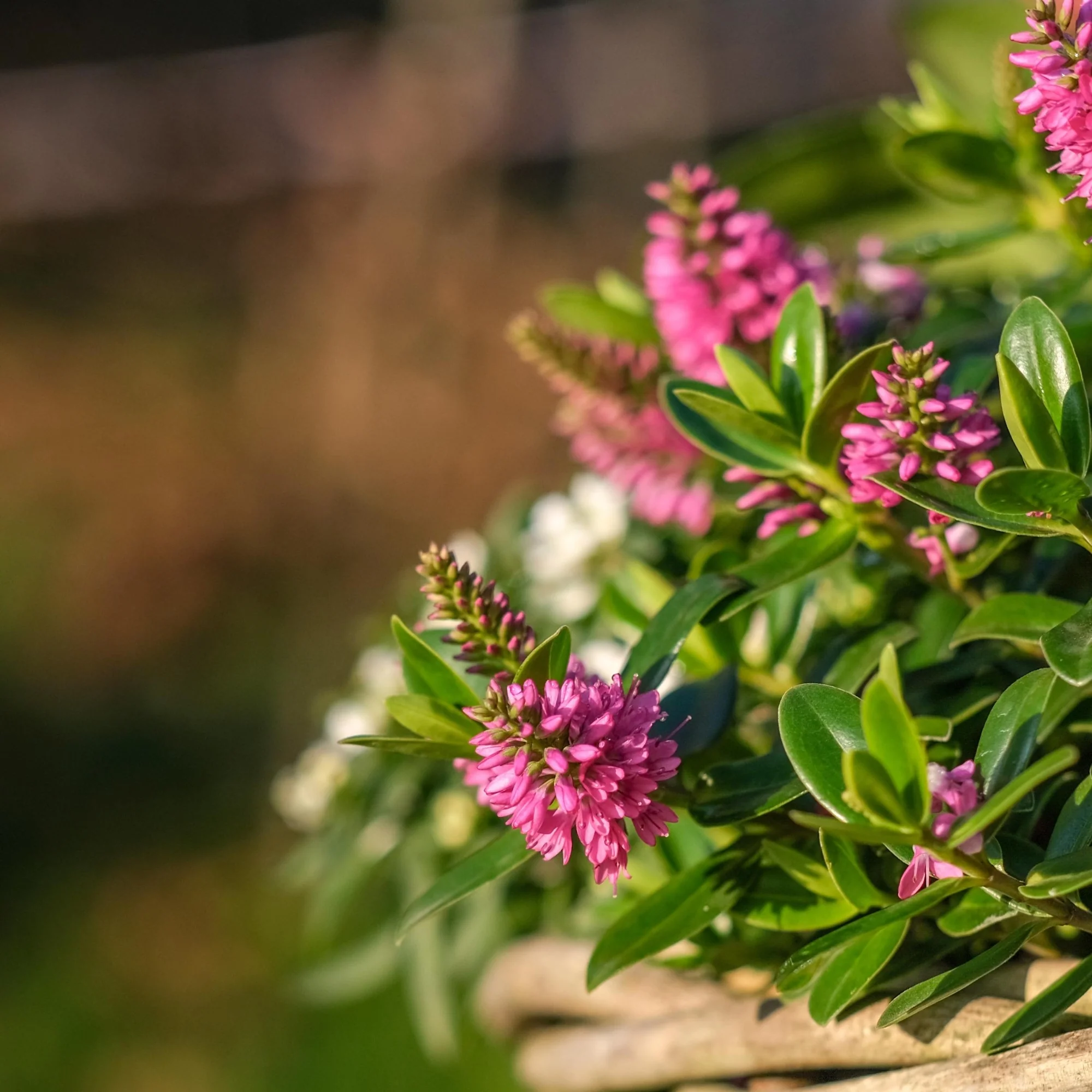 Strauchveronika 'All Blooms®' - Image 18