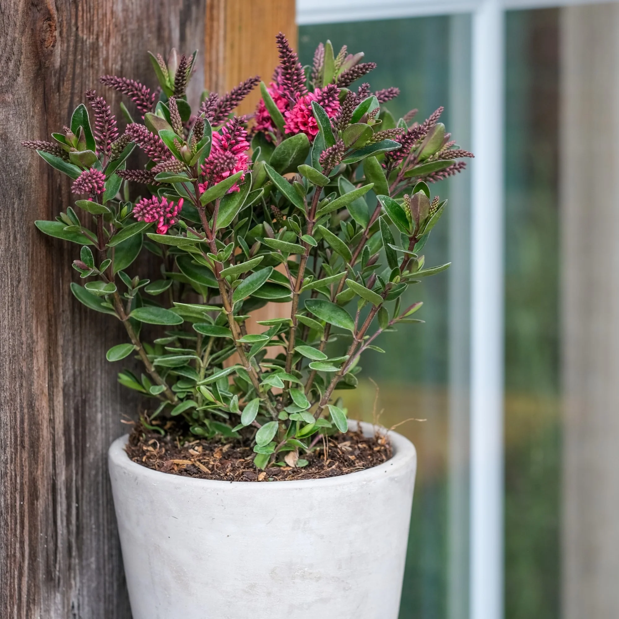 Strauchveronika 'All Blooms®' - Image 19