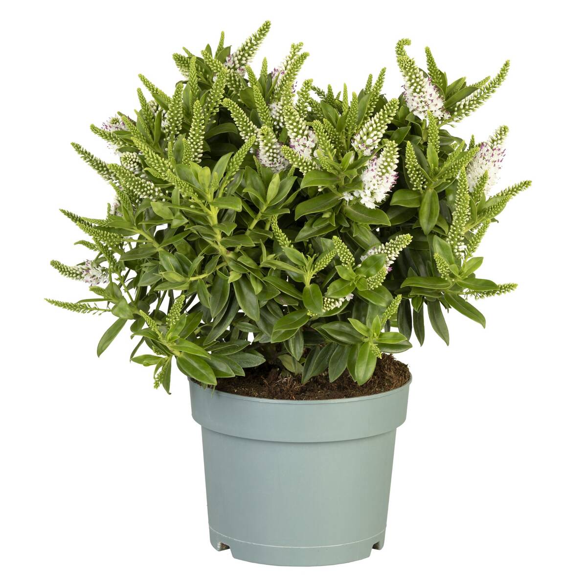 Strauchveronika 'All Blooms®' - Image 3