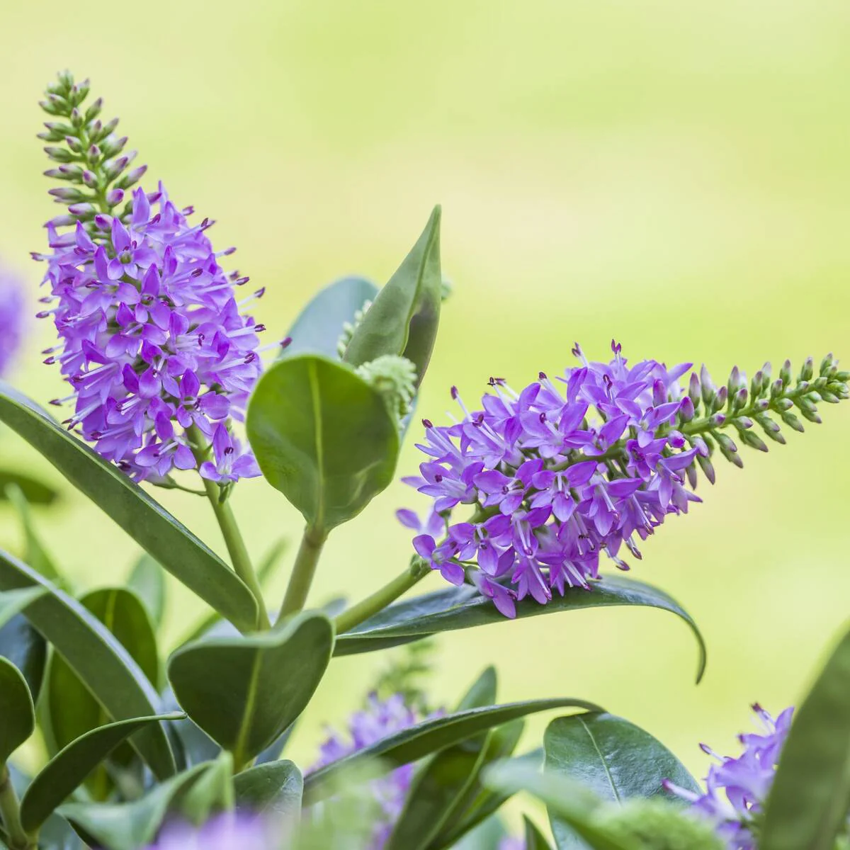 Strauchveronika 'All Blooms®' - Image 5