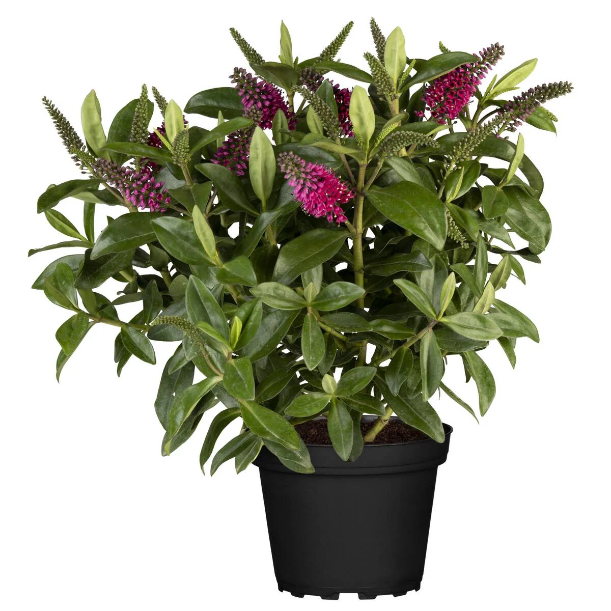 Strauchveronika 'All Blooms®' - Image 9