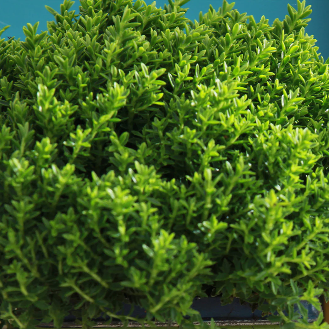 Strauchveronika 'Green Globe'
