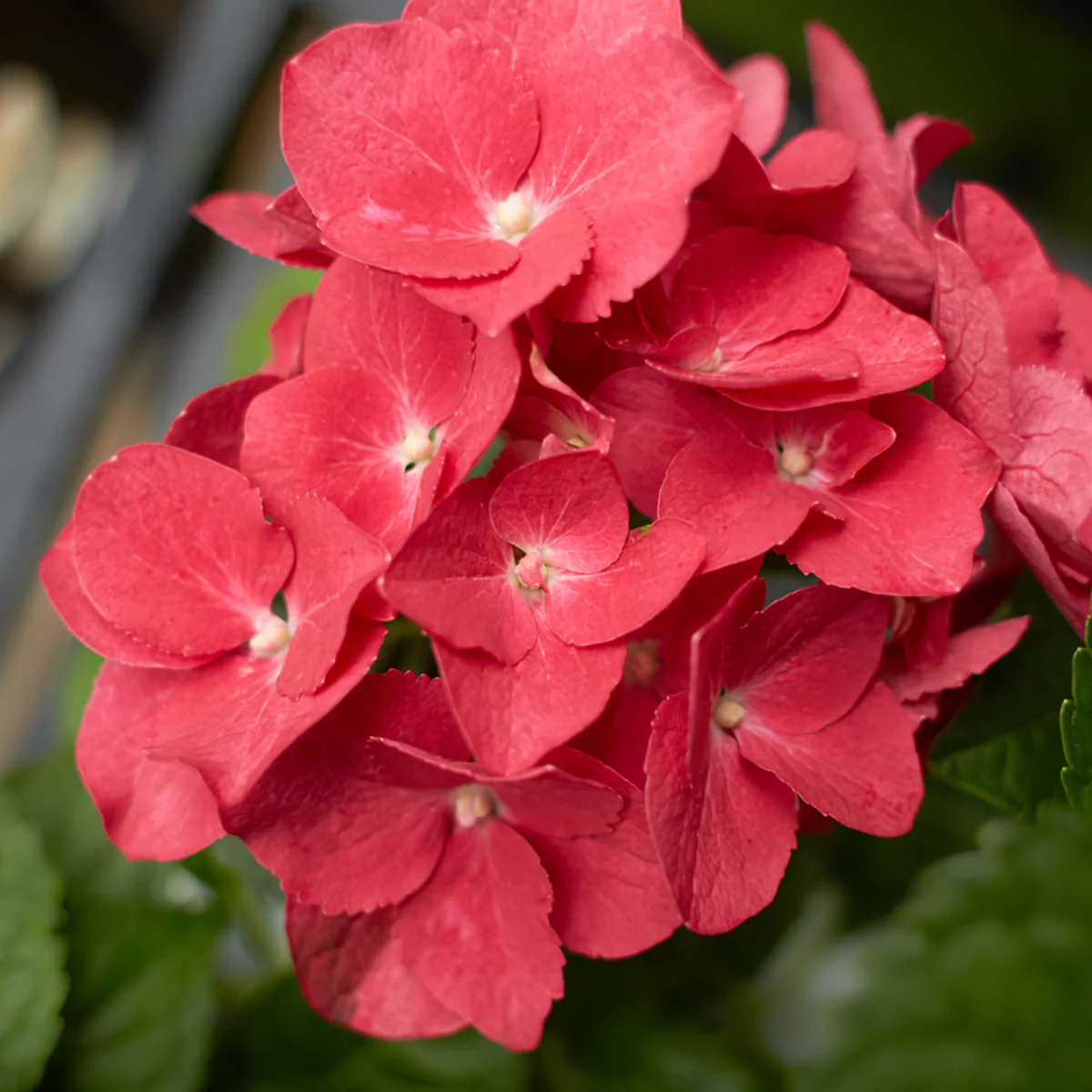 Tellerhortensie 'Dark Angel'